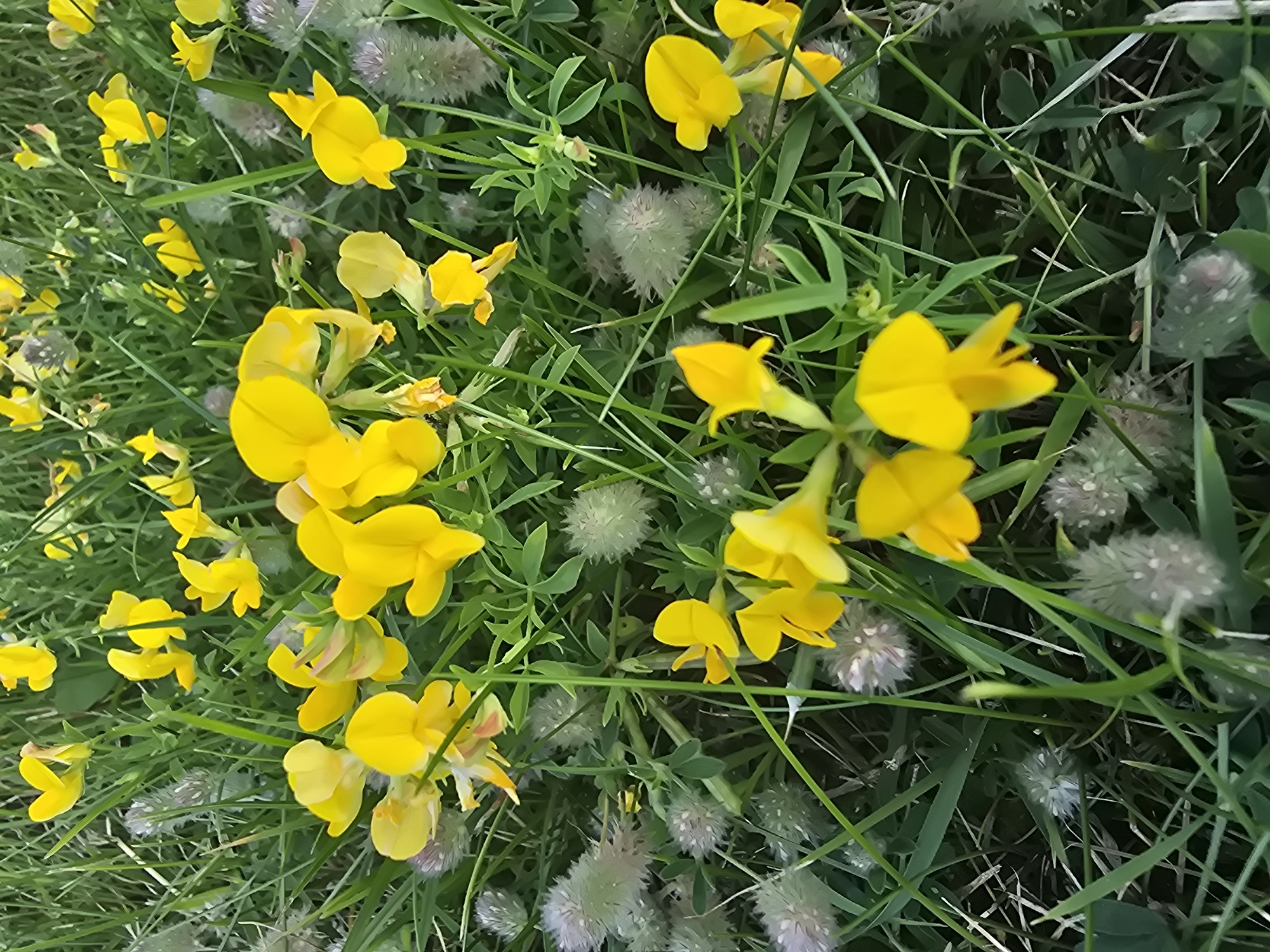 This is a close-up, eye-level shot of a field of bright yellow flowers and green grass, with some light grey, fluffy seed heads interspersed among the vegetation. The flowers are small and have a distinctive pea-like shape, with overlapping petals. They are arranged in clusters and scattered throughout the frame, with some in sharp focus and others slightly blurred due to the shallow depth of field. The grass is a vibrant green, and the overall impression is one of a sunny, natural environment. The scene appears to be an outdoor setting in Sofiivska Borshchahivka, Ukraine, characterized by lush vegetation. There are no people or animals visible in the image. The lighting suggests it is daytime, with natural sunlight illuminating the flowers and grass. The image captures the texture of the petals, leaves, and seed heads.