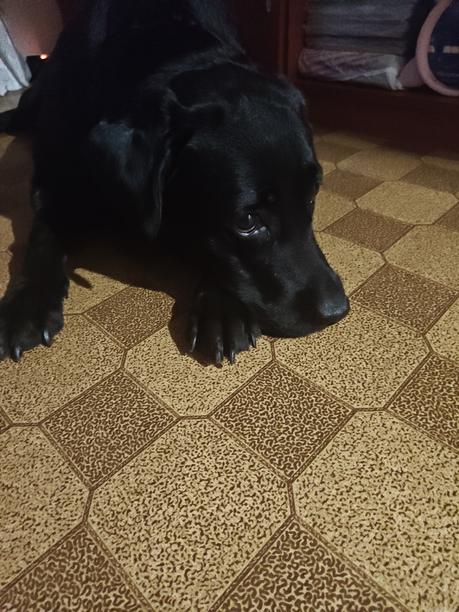 A black dog is lying on a floor with a patterned linoleum. The dog is facing to the right, with its head resting on the floor. Its eyes are open and it appears to be looking at something out of frame. The floor is made of hexagonal tiles in shades of brown and beige. In the background, a wooden cabinet is visible, with stacked items on its shelves. The lighting in the room is dim, creating shadows on the floor. The location in the city of Petropavl, Kazakhstan, is not determinable from the image.