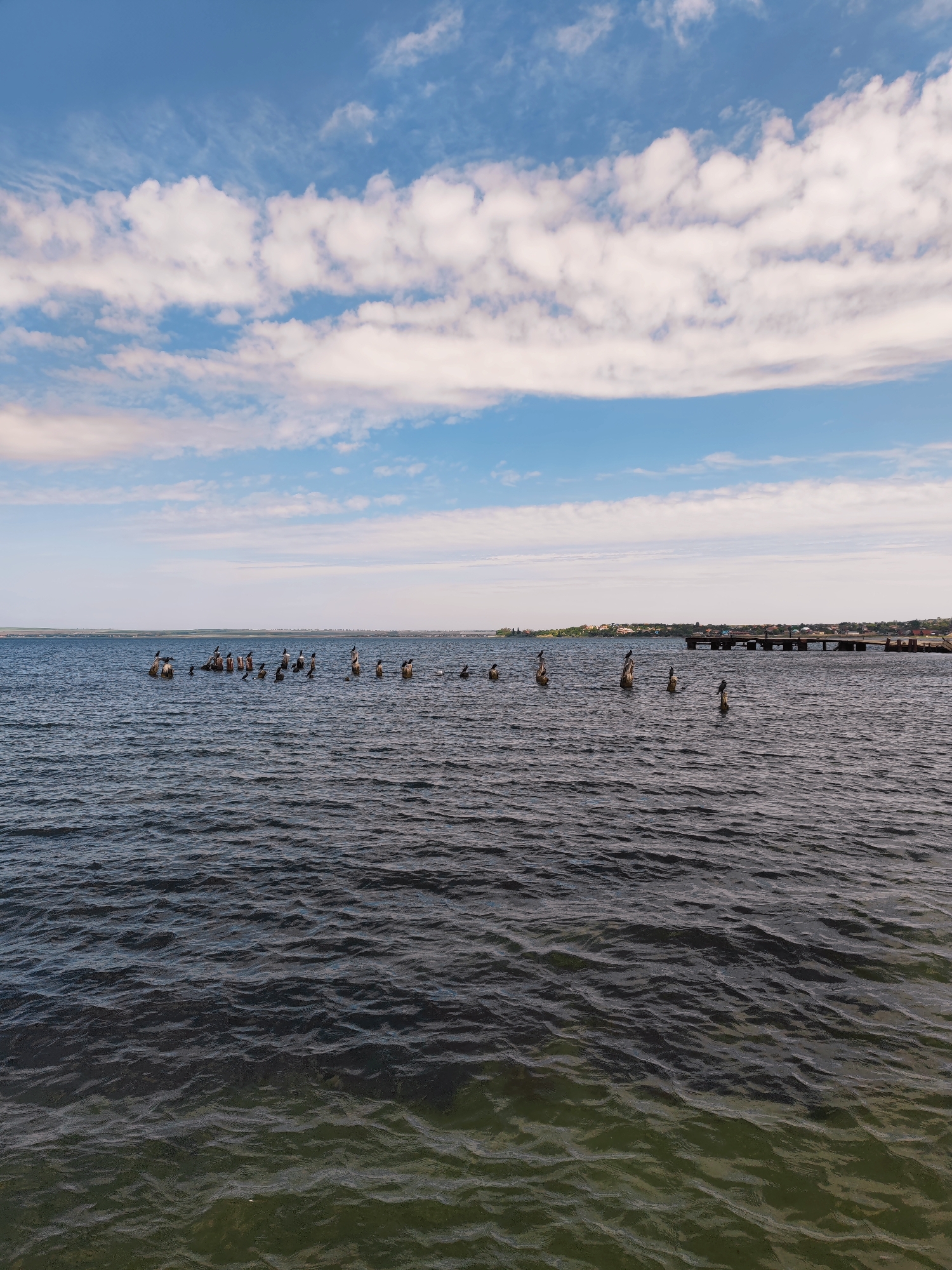 The image depicts a body of water, likely a bay or part of the Azov Sea, with dark, choppy water and a visible shoreline in the distance. A pier is partially visible on the right side of the image, extending into the water from the shoreline. A line of wooden posts or pilings extends from left to right across the center of the water, many of which are topped with birds, presumably cormorants or similar seabirds. The sky is blue with scattered white clouds. The overall impression is of a coastal scene, possibly near Sennoy, Russia, given the prompt information. There are no people visible. The primary action is birds resting on the posts. The environment appears calm but potentially windy, as evidenced by the choppy water.