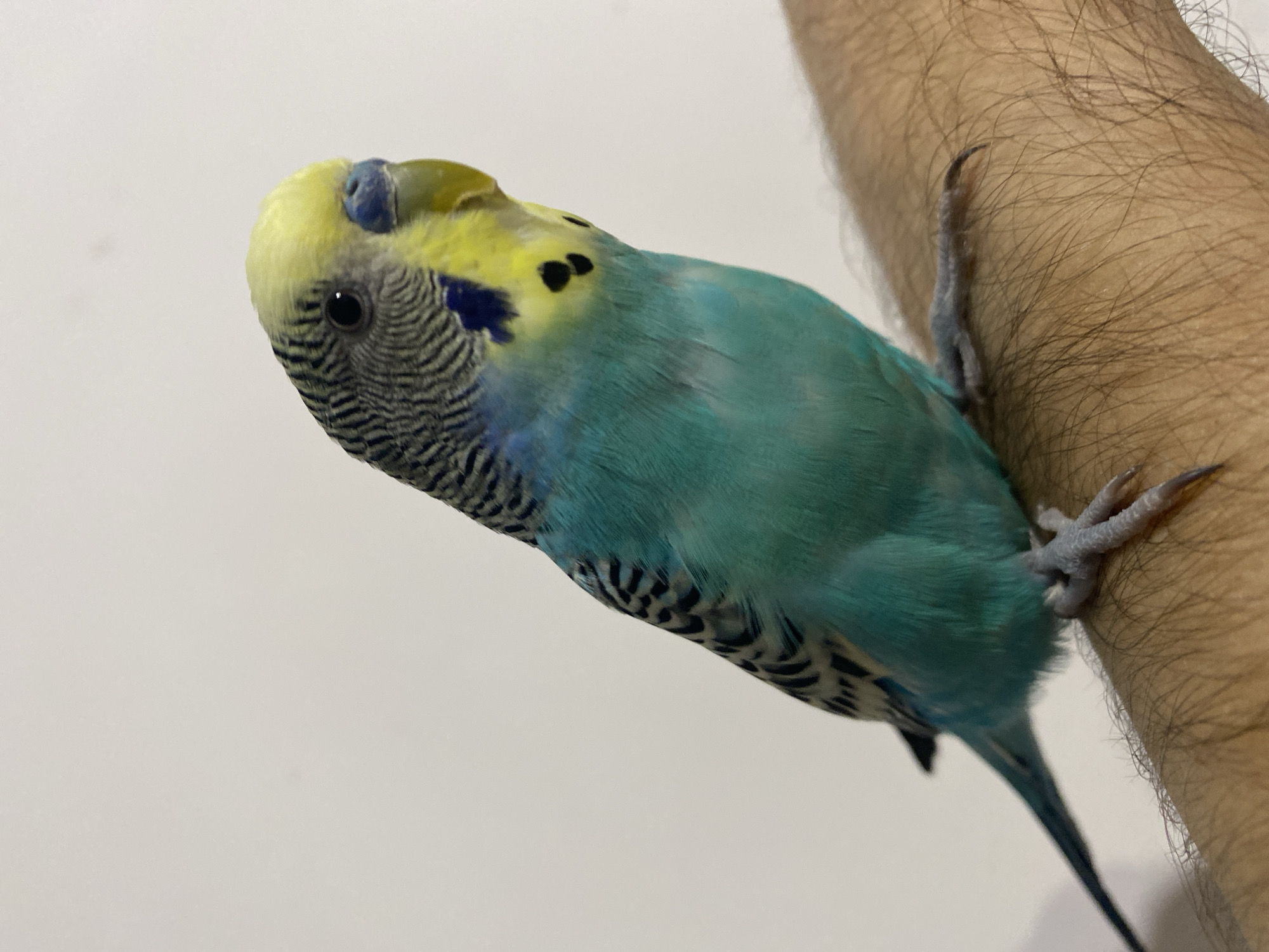 A turquoise and yellow budgerigar is perched on a hairy human forearm against a plain, light background. The bird is oriented at an upward angle, tilting its head slightly, suggesting curiosity or observation.
The budgerigar's body is primarily a vibrant turquoise-blue, transitioning to yellow on its head and upper back. Its head features black markings, and its upper back and wings display distinct black and white wavy stripes. Two prominent black spots are visible on each side of its face. It has a black eye and a blue cere above its beak. The bird's greyish feet, tipped with sharp claws, are firmly gripping the skin of the human arm. A long, dark blue tail extends downwards.
The human arm, appearing to be a forearm, has a light brown skin tone and is covered in fine dark hair. The background is an unadorned, pale surface, likely a wall, providing a simple setting. The scene is brightly and evenly lit. There is no visible text in the image.