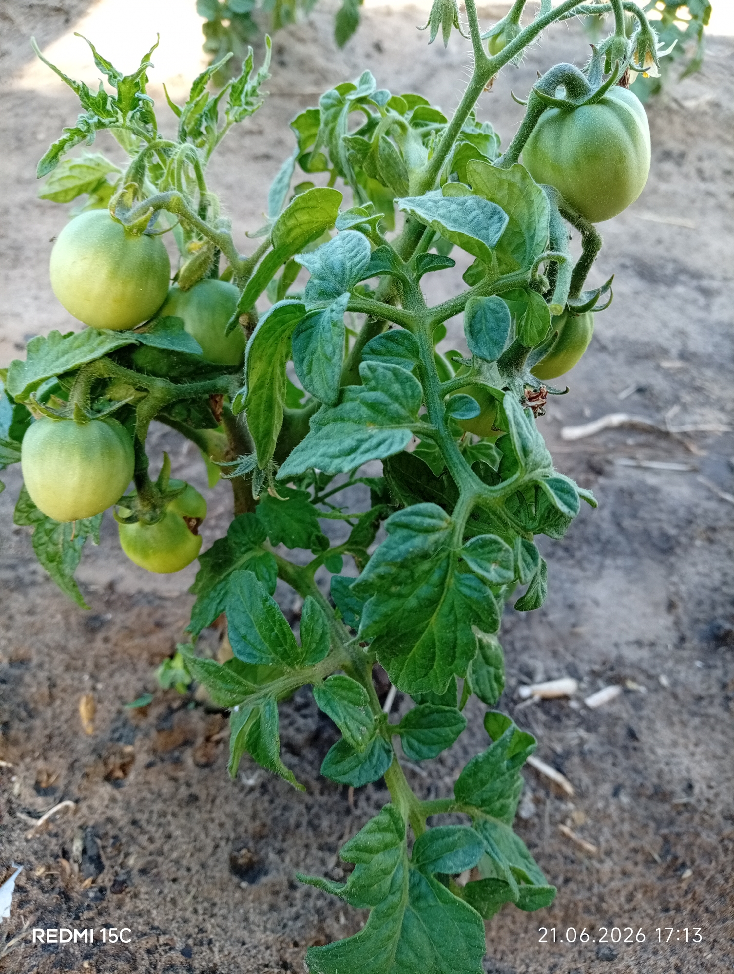 A close-up shot captures a green tomato plant with several unripe tomatoes growing on its branches, set against a backdrop of dry, sandy soil. The plant's leaves are a vibrant green, with some exhibiting a slightly wrinkled texture. The tomatoes vary in size, with some appearing round and smooth, while others are more oblong. A small, brown insect is visible on a stem. The lighting suggests it is daytime, with the sun casting soft shadows. The image is dated "21.06.2026 17:13" and bears the watermark "REDMI 15C," indicating it was taken with a Redmi 15C mobile phone. The location in Mykolaivka, Ukraine is not visually represented in the image.