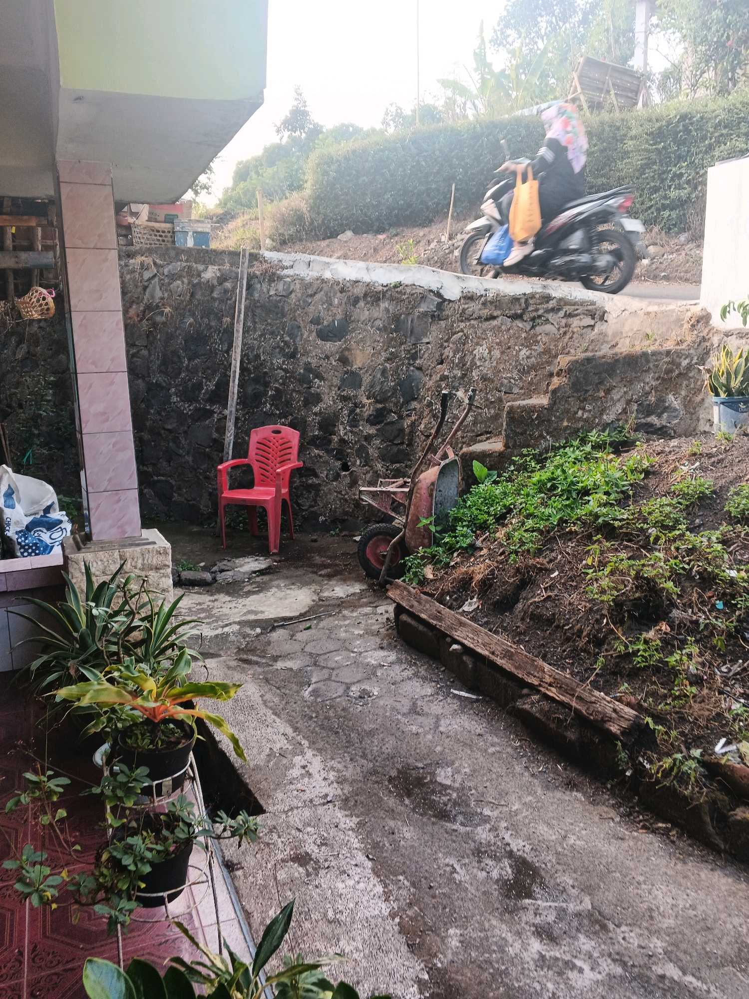 In Keji, Indonesia, a scene unfolds outdoors on a slightly elevated pathway with a rough stone wall on the left and a densely vegetated embankment on the right. The pathway is made of concrete pavers with some moss and debris.
A red plastic chair sits near the stone wall. To the right of the chair, a rusty wheelbarrow is positioned. The stone wall appears to be part of a retaining structure.
A woman wearing a hijab and dark clothing is riding a motorcycle on a paved road in the background, carrying a yellow bag on the handlebars and a blue bag tucked under her arm. The motorcycle is in motion, creating a blur.
Several potted plants are visible in the foreground, including a tall plant with long, striped leaves and another with smaller green leaves cascading downwards.
The environment suggests a residential area with a slightly sloped terrain. The lighting indicates it is daytime, likely late afternoon, given the soft, diffused light.
