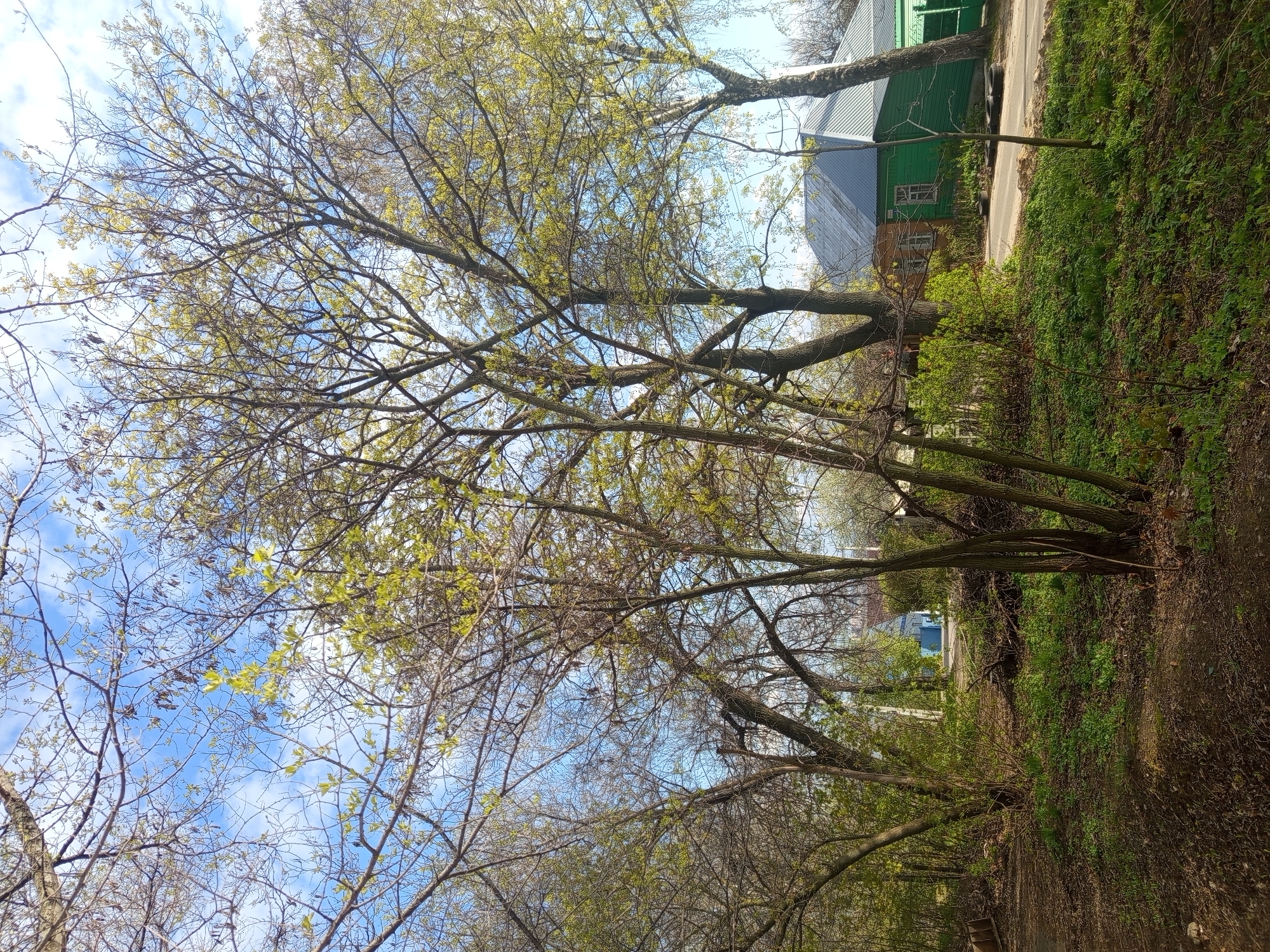 The image shows a view along a path or small road in the city of совхоза "Воронежский", Russia. The path is bordered by vegetation, including trees with new spring leaves, and overgrown green areas. In the background, there are buildings, some painted in shades of green, blue, and orange. The sky is visible through the trees, with blue patches and some scattered clouds.