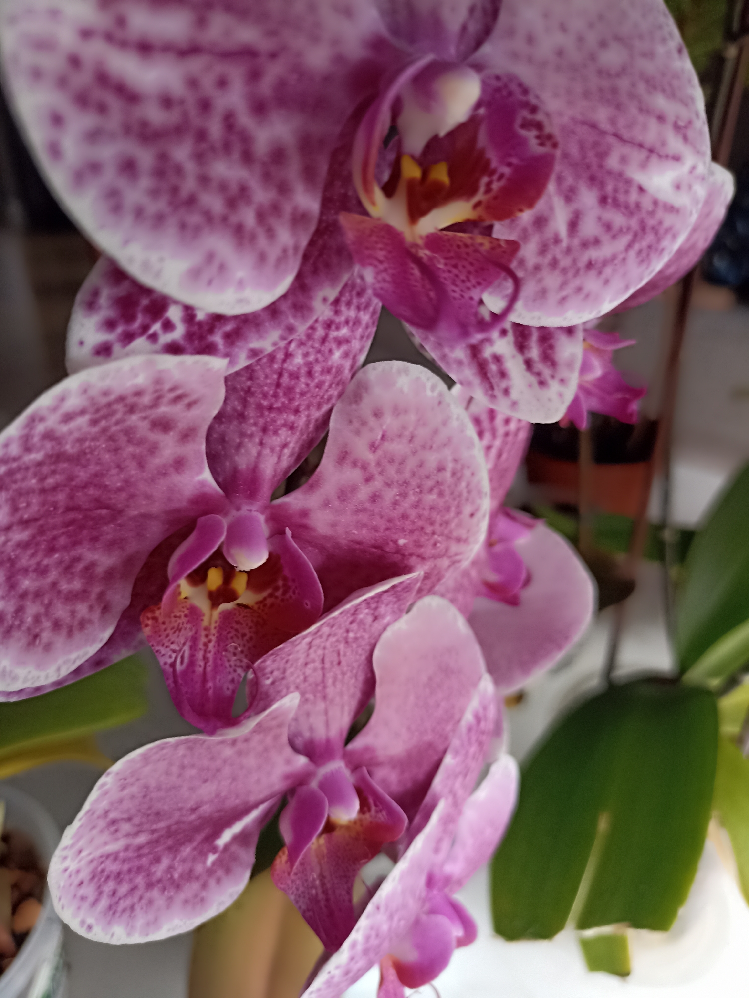 This is a close-up, eye-level, medium shot of a cluster of pink and white spotted orchid flowers. The flowers are in full bloom, with delicate petals and intricate patterns. The lighting is soft and natural, highlighting the textures and colors of the blooms. The background is blurred, suggesting an indoor setting, possibly a home or greenhouse. There is a green leaf visible to the right of the flowers. There are no people or animals in the image. The scene appears to be a still-life arrangement of flowers.