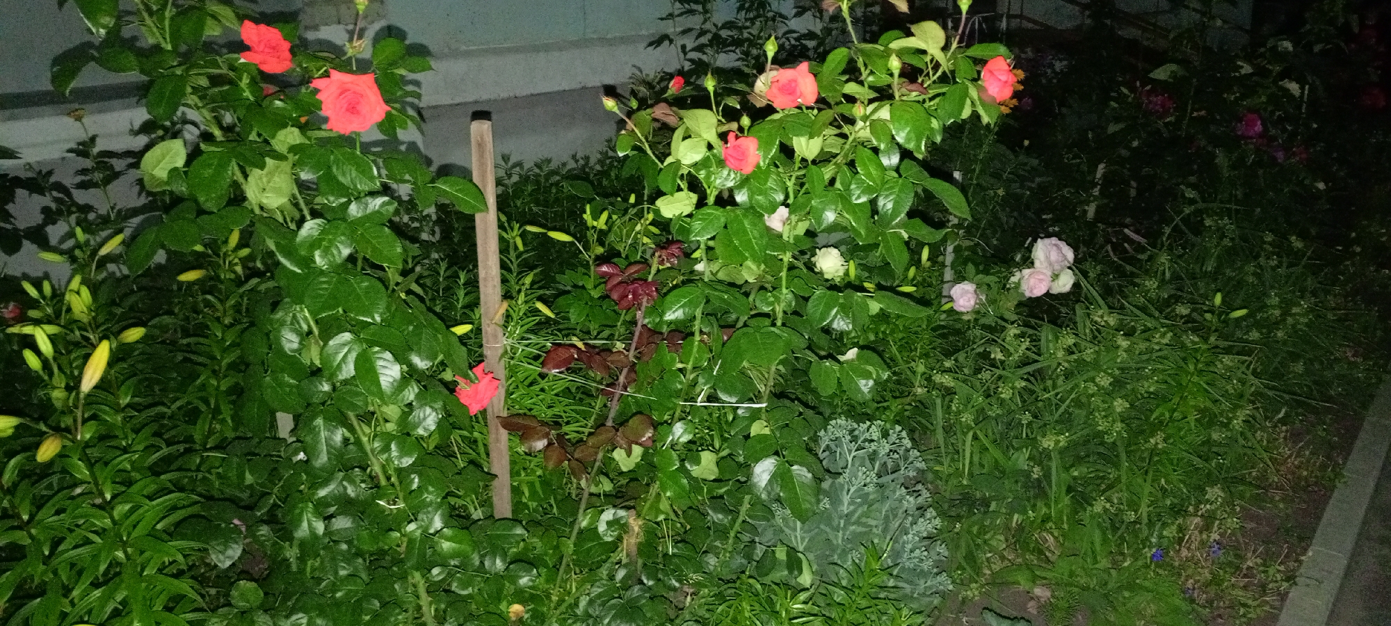 In the city of Kirsanov, Russia, at night, a close-up shot captures a garden densely populated with various plants. Prominently featured is a rose bush bearing multiple red and pink blooms, some fully open and others in bud. The rose bush has abundant green foliage and is supported by a wooden stake. Adjacent to the roses, lily buds with a yellowish hue are visible, also surrounded by lush green leaves. The garden floor is covered with thick grass and smaller plants, with some darker, reddish-hued leaves also present. In the background, a grey wall or structure is partially visible, suggesting the garden is near a building. The overall scene is dark, illuminated by artificial light that highlights the flowers and foliage.