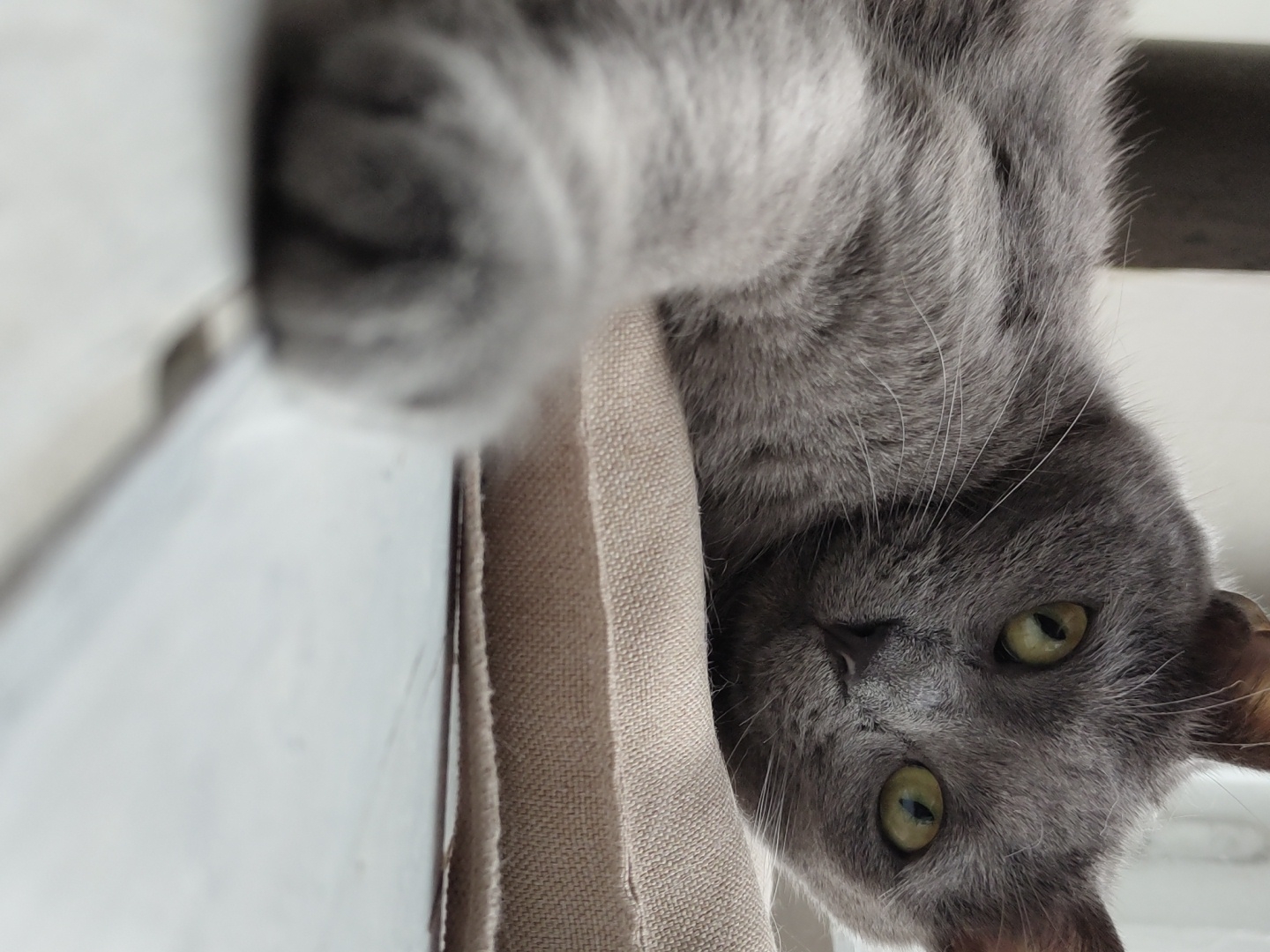 A close-up, low-angle, eye-level shot captures a gray cat lying on a beige cushion. The cat's body is stretched out to the left, with its head turned towards the camera, resting on the cushion. Its yellow-green eyes are open and focused forward. The cat's left paw is extended towards the viewer, and it is slightly out of focus. The background is blurred, with the top of the cat's ears and a dark vertical object visible. The surface beneath the cushion appears to be a pale, textured floor, possibly made of wood planks. The lighting is soft, suggesting an indoor environment. There are no people or other animals visible in the frame. The overall scene is peaceful and domestic.