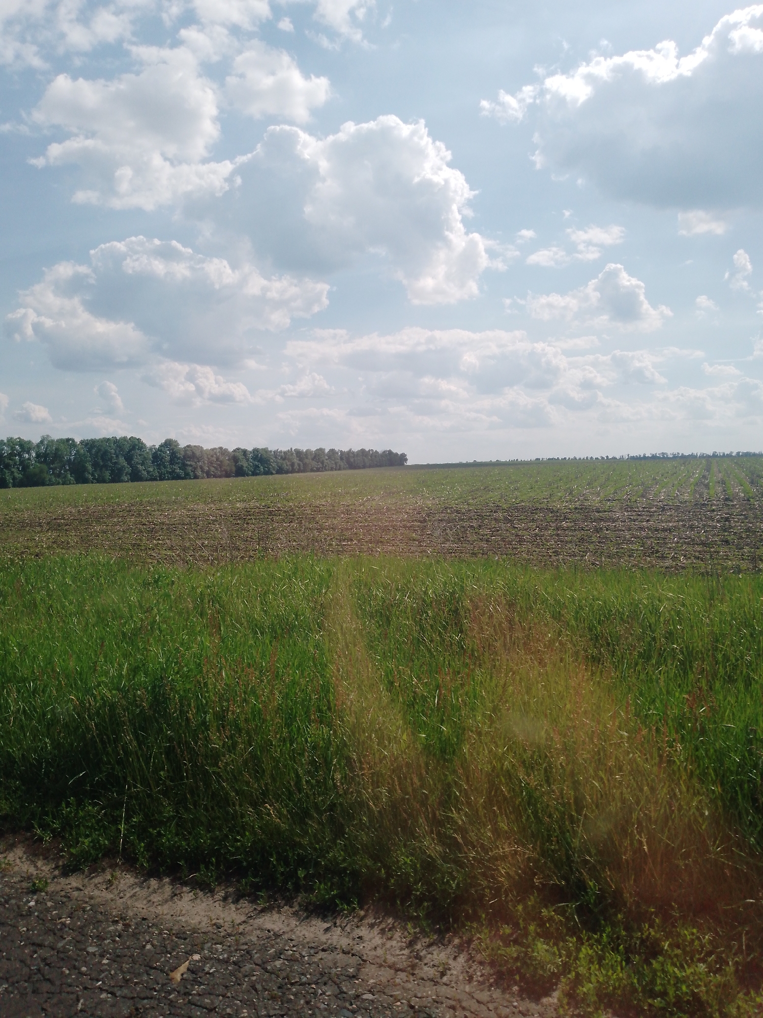 The image presents a rural landscape in Ruda, Ukraine, captured on a day with a partly cloudy sky. The upper half of the frame is dominated by a light blue sky dotted with numerous white cumulus clouds, some exhibiting bright illumination from direct sunlight, particularly in the upper right where a bright glare indicates the sun's position.
Below the sky, the midground consists of agricultural fields. A tilled field with dark brown soil and visible crop stubble occupies the left and central portions, extending towards a distant treeline. To the right of this, another field shows distinct, evenly spaced green rows of young vegetation. A continuous line of lush green trees forms the distant horizon across the mid-left to mid-right of the image.
The foreground features a wide band of dense, vibrant green grass, occupying approximately the lower third of the frame. This grass exhibits varying shades of green, with some taller, lighter stalks, particularly on the right side. At the very bottom edge, a narrow strip of dark, cracked asphalt or gravel road is visible, separating the grass from the bottom of the frame. No individuals or specific actions are depicted.