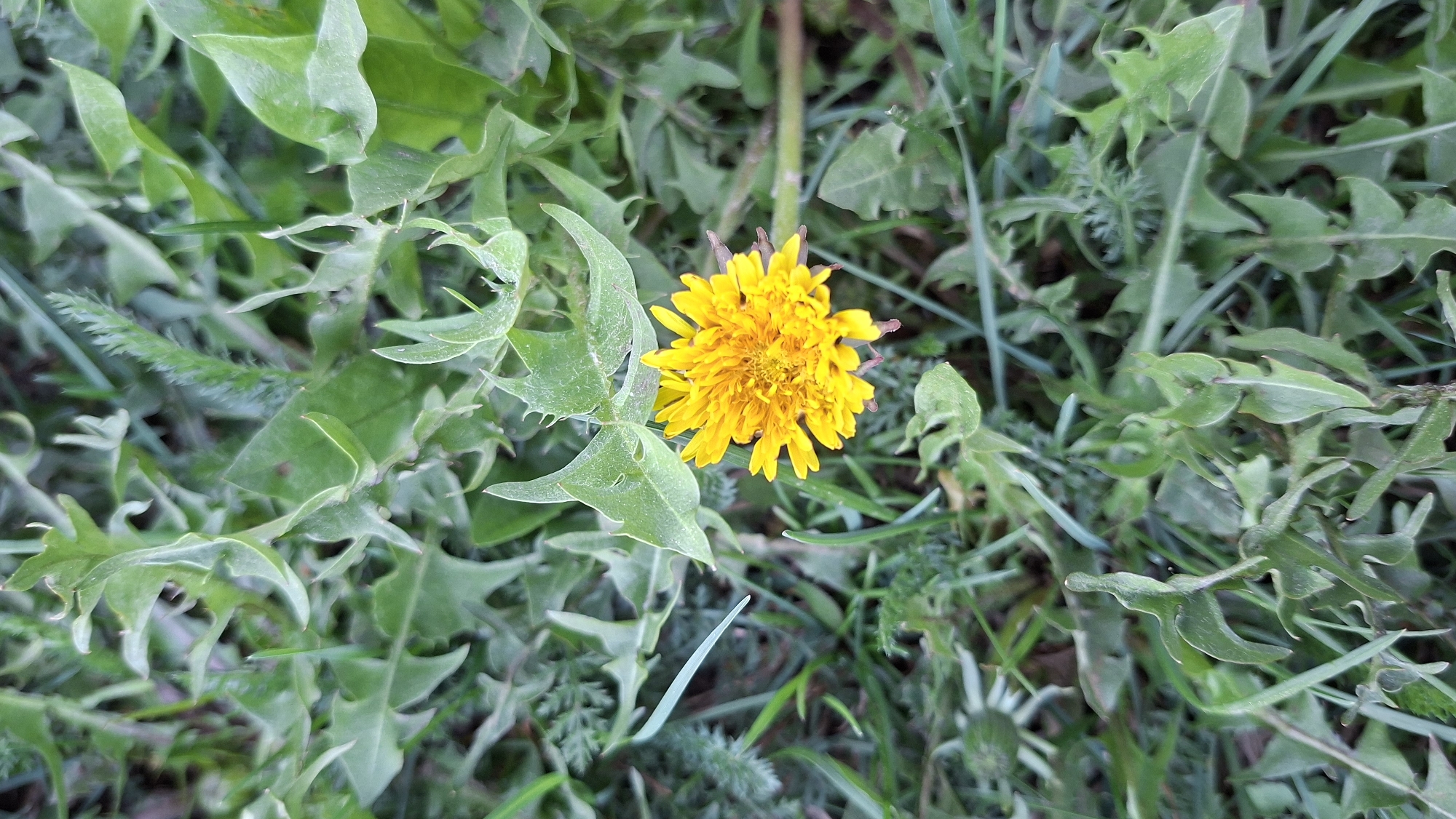 The image shows a dandelion flower surrounded by green plants and grass. The flower is bright yellow and in focus. The location is not identifiable in this image.