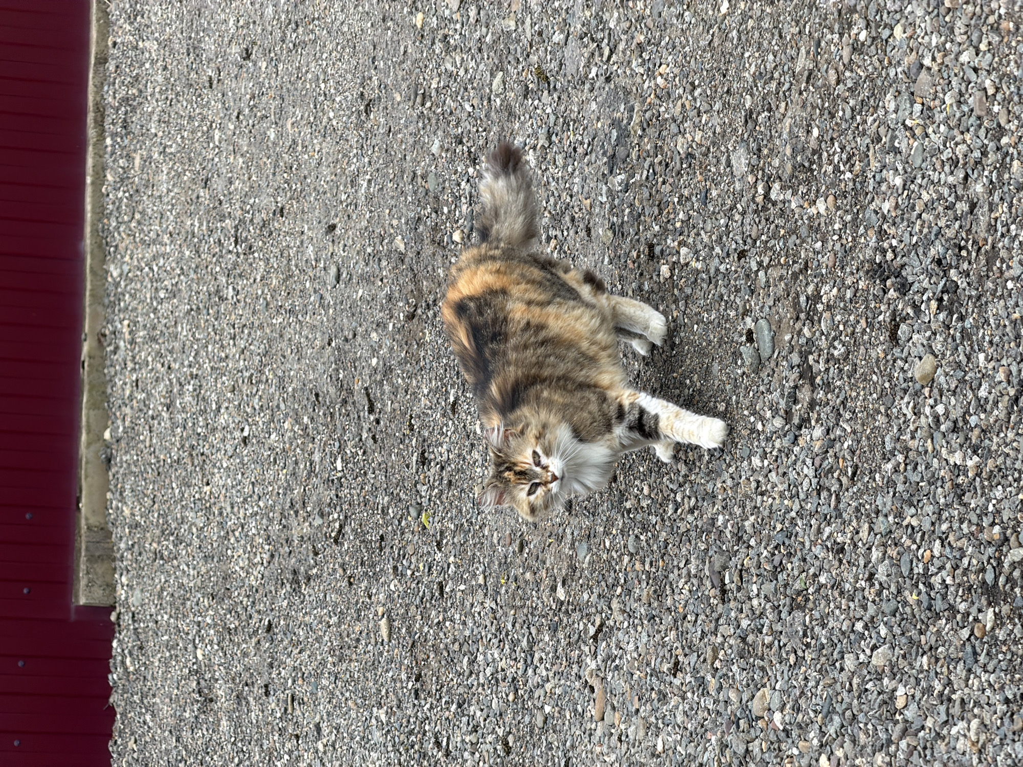 A medium-sized calico cat lies on a gray gravel surface. The cat is looking up towards the camera. A section of red corrugated metal siding is visible in the upper left corner. The scene is likely outdoors in the city of Leningradskaya, Russia, based on the assumption the image's origin is that city.
