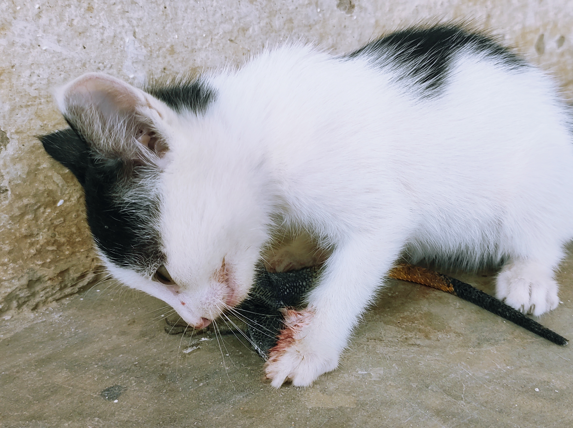A small, white kitten with black markings is crouched on a concrete surface. The kitten is eating a reptile, possibly a lizard, with blood visible on its mouth and paw. The background consists of a rough, grey wall. The location is assumed to be Jos, Nigeria.