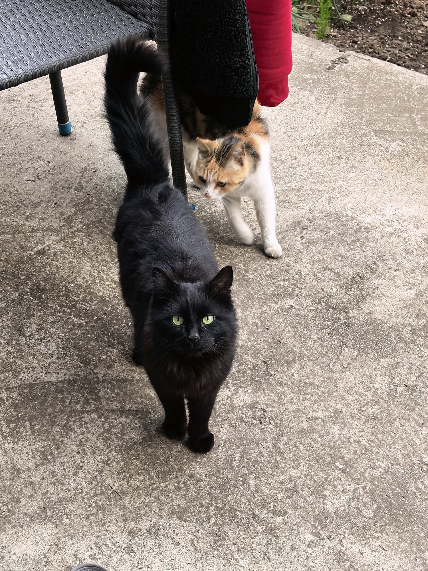 A high-angle, medium shot captures two cats standing on a concrete patio in an outdoor setting. The foreground features a sleek, black cat with piercing green eyes looking directly at the camera. Its tail is raised high and curled at the tip. Behind it, partially obscured by a black and red garment, stands a calico cat with a mix of white, orange, and black fur. A gray wicker chair with blue accents on the legs sits to the left of the black cat. The concrete patio provides a textured gray background, leading to a small patch of garden visible in the upper right corner.