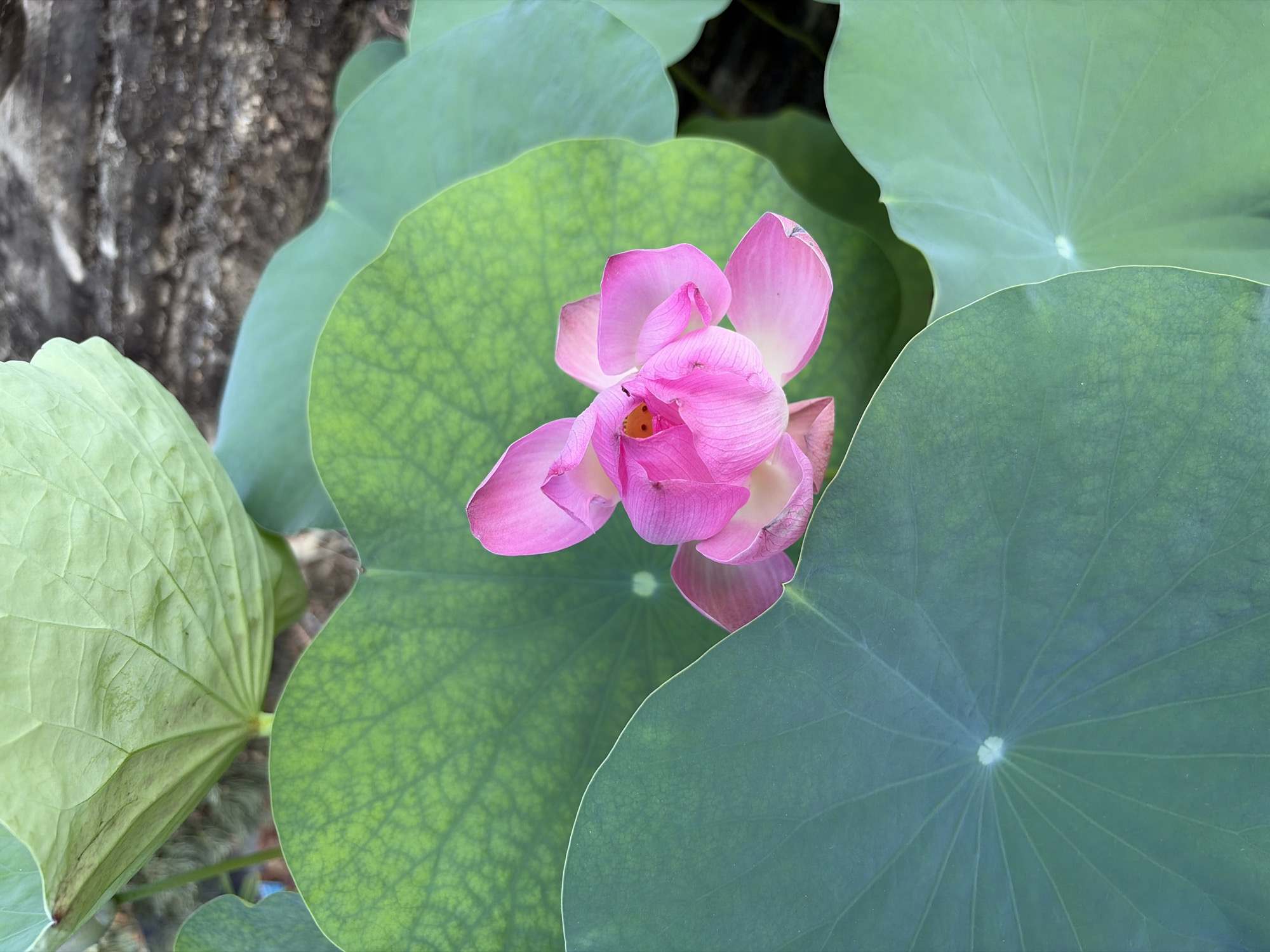 The image displays a close-up view of a pink lotus flower surrounded by large, green lotus leaves. The flower is in the center of the frame, with its petals unfurling. A small, orange stamen is visible at the heart of the flower. The leaves are broad and round, with visible veins. The background is blurred, but appears to be a rough, textured surface, possibly stone or concrete. The overall lighting suggests an outdoor setting. The image was taken in Nam Nha Trang Ward, Vietnam.