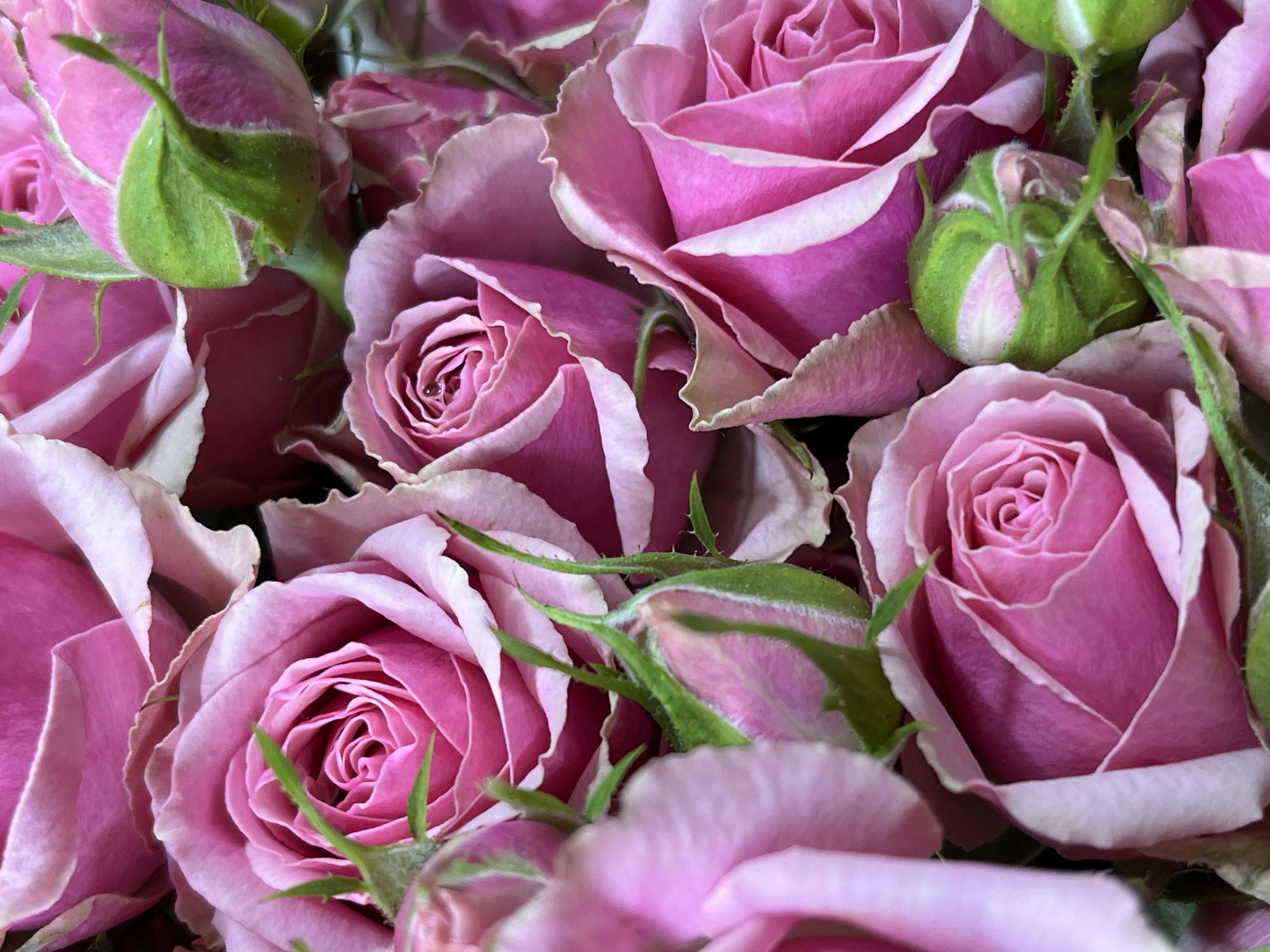 A close-up, overhead shot captures a bouquet of pink roses. The flowers are in various stages of bloom, with some fully open and others still as buds. The petals are a vibrant pink, with lighter pink or white edges. Small green leaves and stems are visible between the flowers. The background is a blur of more pink roses. The image does not provide any information about a specific location in a city.