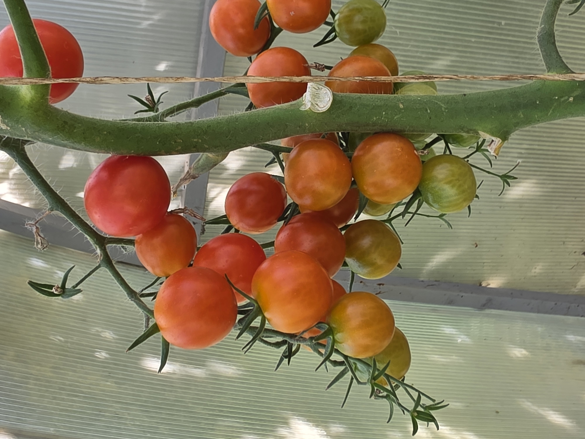 A close-up, vertical shot shows a cluster of ripe and unripe cherry tomatoes growing on a vine in what appears to be a greenhouse. The tomatoes vary in color from deep red to orange and green, with some showing a gradient of ripening. The vine is thick and green, with small hairs visible on its surface. The background consists of a translucent, ribbed material, likely corrugated plastic, which allows diffused light to enter. The overall impression is one of natural growth and cultivation, with the focus sharply on the tomatoes and their vine. There are no people or animals present in the image. The setting does not provide any specific indicators that it is located in Речицы, Russia, or any other city.