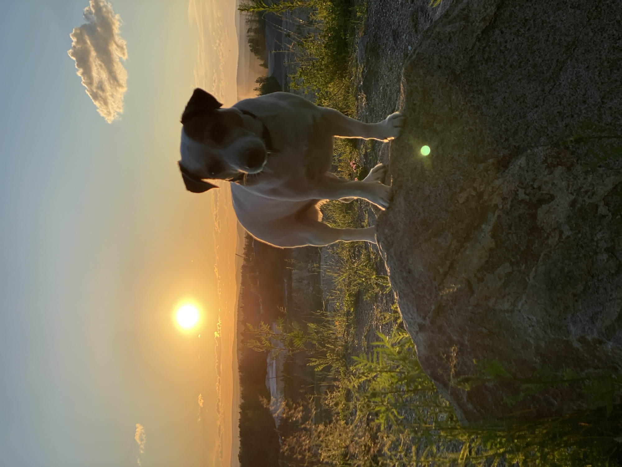 A dog stands on a rock overlooking a valley at sunset. The dog is white with brown markings on its head and ears. It is looking at the camera with its tongue slightly out. The sun is setting in the background, casting a warm glow over the landscape. The sky is a soft orange and pink, with a few scattered clouds. The valley below is filled with trees and hills. The overall mood of the image is peaceful and serene. The time of day is sunset. The weather appears to be clear and warm. The location is Yekaterinburg, Russia. There is no visible text.