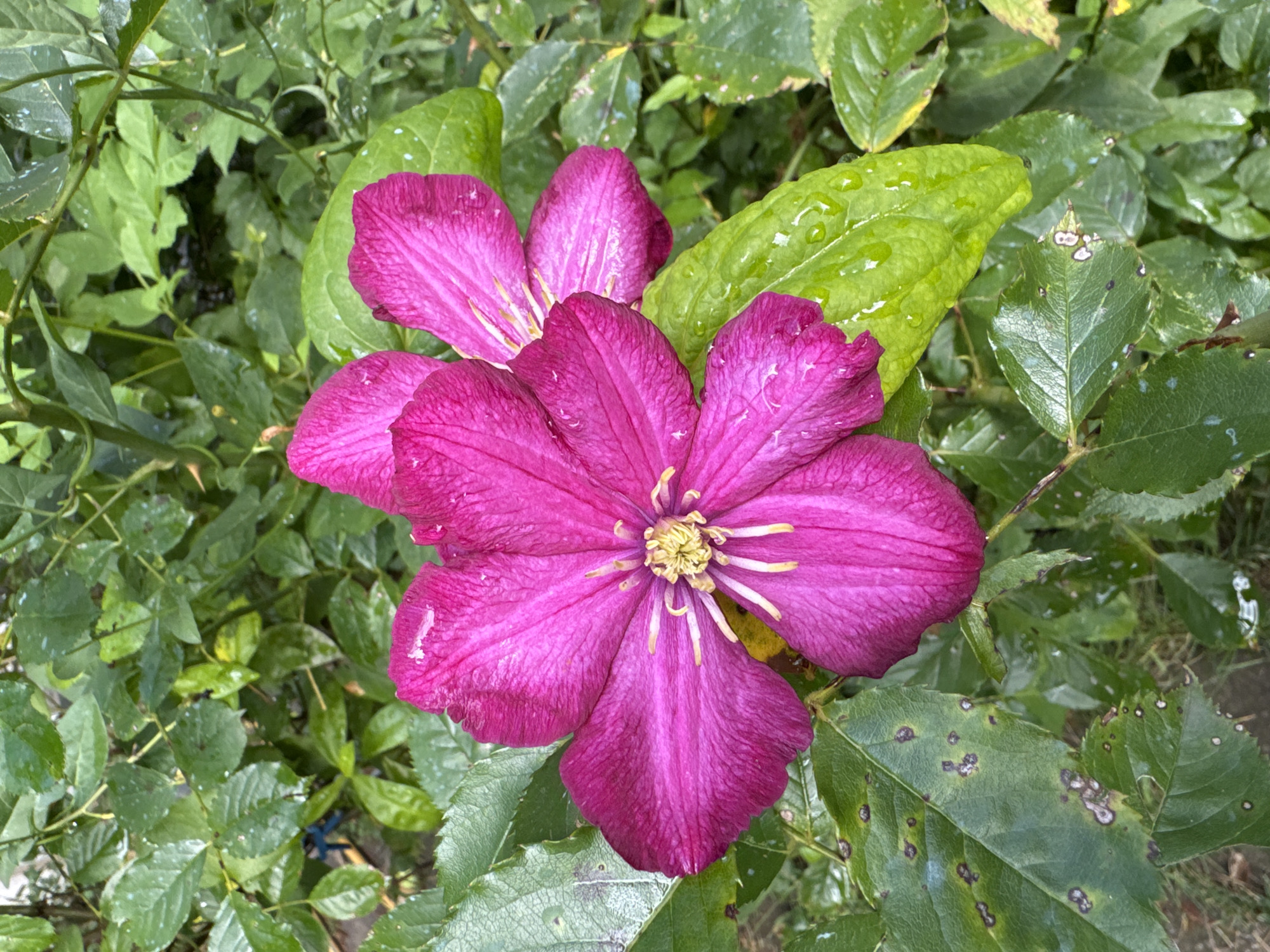 A close-up, high-angle shot captures two vibrant magenta clematis flowers in full bloom, surrounded by lush green foliage. The primary flower, centrally positioned and in sharp focus, displays six broad petals with delicate veining and a bright yellow stamen cluster at its core. Dewdrops are visible on the petals and surrounding leaves, suggesting recent rain or mist. A second clematis flower, partially obscured and slightly out of focus, is visible to the right of the main bloom. The background consists of dense green leaves, some of which show signs of minor blemishes or spots. The overall impression is that of a garden setting, possibly in the city of Stavropol, Russia, where such flowering plants are common in private gardens and public parks during the blooming season. There are no people or animals present in the image, and the environment appears natural and serene.