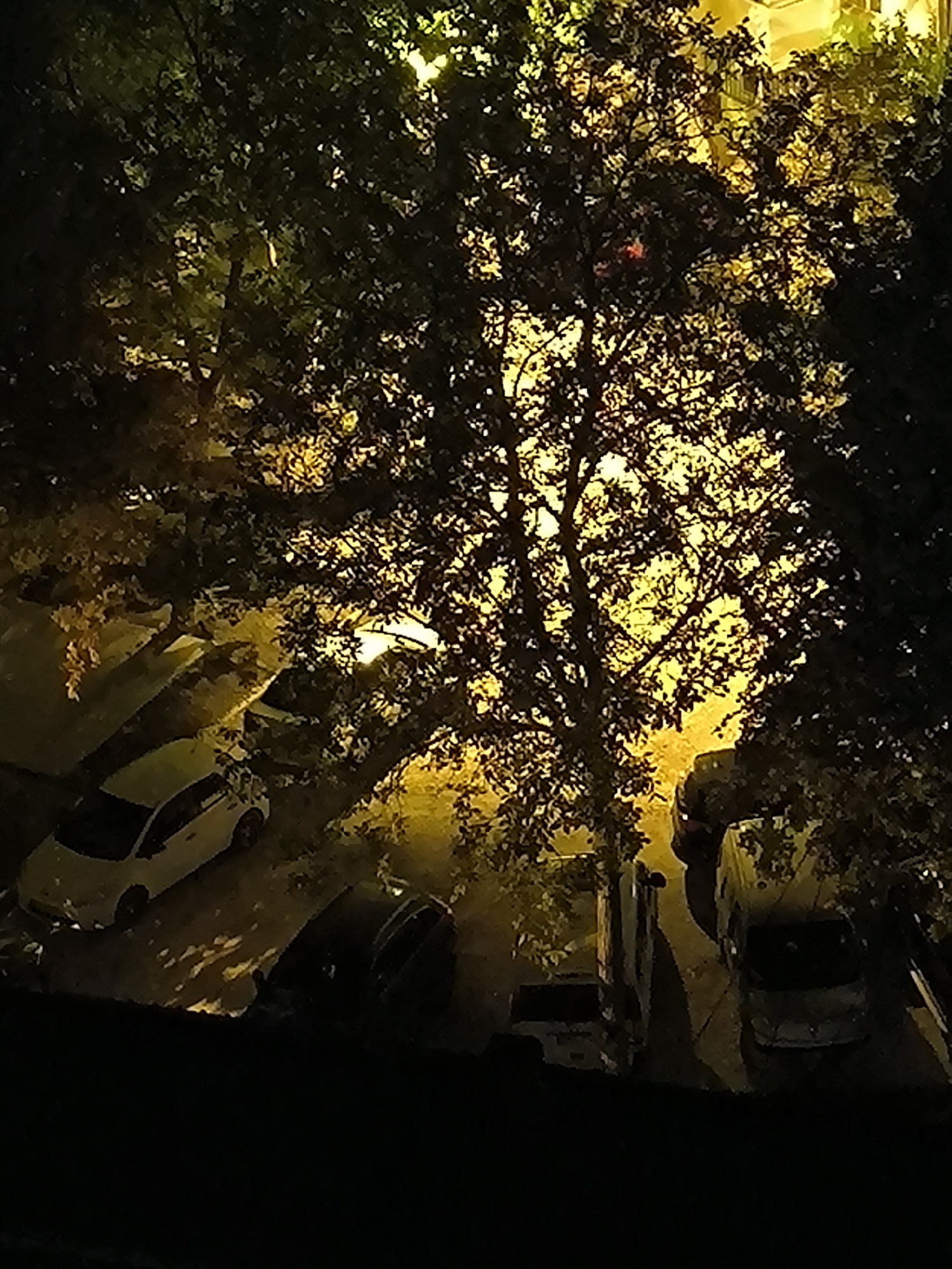 The image depicts an outdoor parking area at night, illuminated by artificial light sources that cast a warm, yellow glow. The foreground is dark, suggesting a viewpoint from a higher elevation. Dominating the center and upper portion of the frame is a large tree with dense foliage, silhouetted against the light. Scattered beneath the tree and in the visible parking spaces are several vehicles.
On the left side, a white car is parked, facing away from the viewer. To its right, a dark-colored vehicle is partially visible. Further back, a lighter-colored van or SUV is parked, its front facing towards the right of the frame. Another dark-colored vehicle is parked to the right of the van. The ground appears to be asphalt or pavement, with visible shadows cast by the tree and vehicles. The overall scene suggests a residential or commercial parking area within the city of Chișinău, Moldova, possibly taken from a balcony or window overlooking the street. No people are clearly visible in the image.