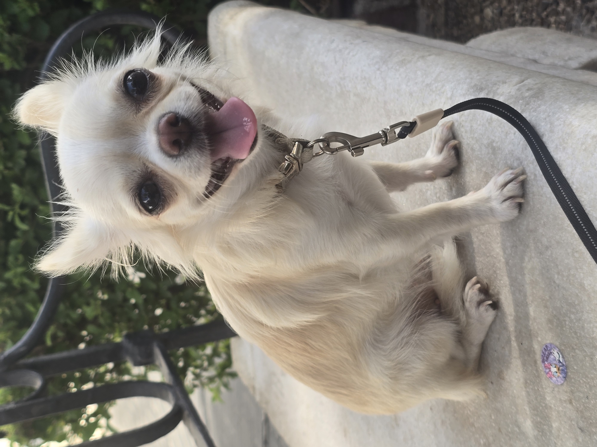 A light-colored Chihuahua dog with large, dark eyes and perky ears sits on a light-colored stone ledge outdoors. The dog is facing the camera, panting with its pink tongue visible. It wears a light-colored collar with a silver clip attached to a black leash. Behind the dog is a dark metal railing and blurred green foliage. In the lower left corner of the image, on the stone ledge, is a small, colorful sticker featuring cartoon characters. The scene appears to be in Mijas, Spain, possibly on a street or in a park.