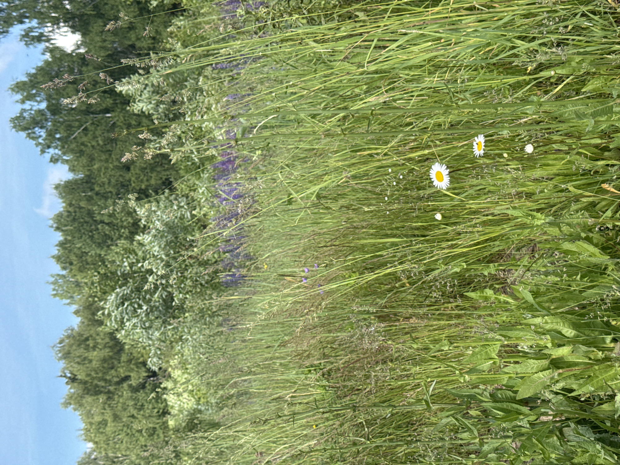 The image depicts a close-up view of a dense meadow filled with tall green grasses and various wildflowers. Two white daisies with yellow centers are prominently featured in the foreground. In the background, a line of lush green trees forms a dense forest, with a clear blue sky visible above. The overall impression is of a natural, uncultivated landscape, likely in a rural or semi-rural setting. There are no people or man-made structures visible in the image. The scene suggests a warm, sunny day in a natural environment. While the location is stated to be Вассята, Russia, the visual elements themselves do not provide specific geographical markers to confirm this.