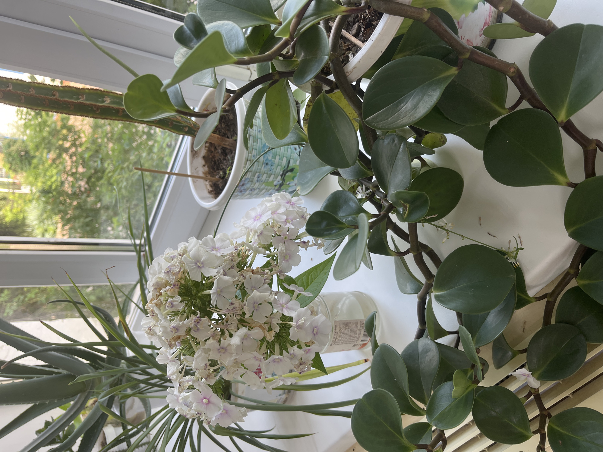 In Blagoveshchensk, Russia, on a windowsill, an indoor plant arrangement is depicted. In the foreground, a succulent with thick, glossy green leaves and brown stems dominates the view. To the left, a bouquet of white and pink phlox flowers in a glass jar sits beside a tall, spiky aloe vera plant. In the background, a cylindrical cactus with brown markings stands in a decorative pot. The plants are bathed in natural light filtering through a window, revealing greenery outside. The windowsill itself is white and appears clean. The overall scene suggests a domestic setting, likely a home or office, with an emphasis on indoor horticulture.