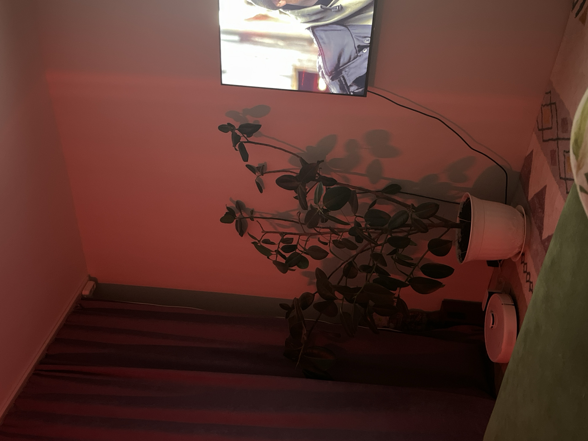 This media file depicts an indoor room, likely a living room, at night, set in Chaikovsky, Russia. The scene is bathed in a warm, red-orange ambient light, suggesting a cozy or mood-lit atmosphere.
A flat-screen television is mounted high on the wall, displaying a close-up of a person's upper body, appearing to be a man in a dark, possibly hooded, jacket. A black power cable runs from the television down the wall. Below the TV, a large, leafy potted plant, likely a Ficus species, stands in a white pot on the floor. The strong red light casts distinct shadows of the plant's branches and leaves onto the wall behind it.
To the right, a white circular robotic vacuum cleaner is visible on a patterned rug or carpet. A portion of a green upholstered sofa or armchair is partially seen in the foreground on the far right. Dark-colored curtains or blinds cover the lower left section of the image, suggesting a window or doorway. A small white device, possibly a power outlet or sensor, is visible near the baseboard on the left wall.
The overall impression is a relaxed, domestic evening setting, with the activity of someone watching television. No discernible text is visible in the image.