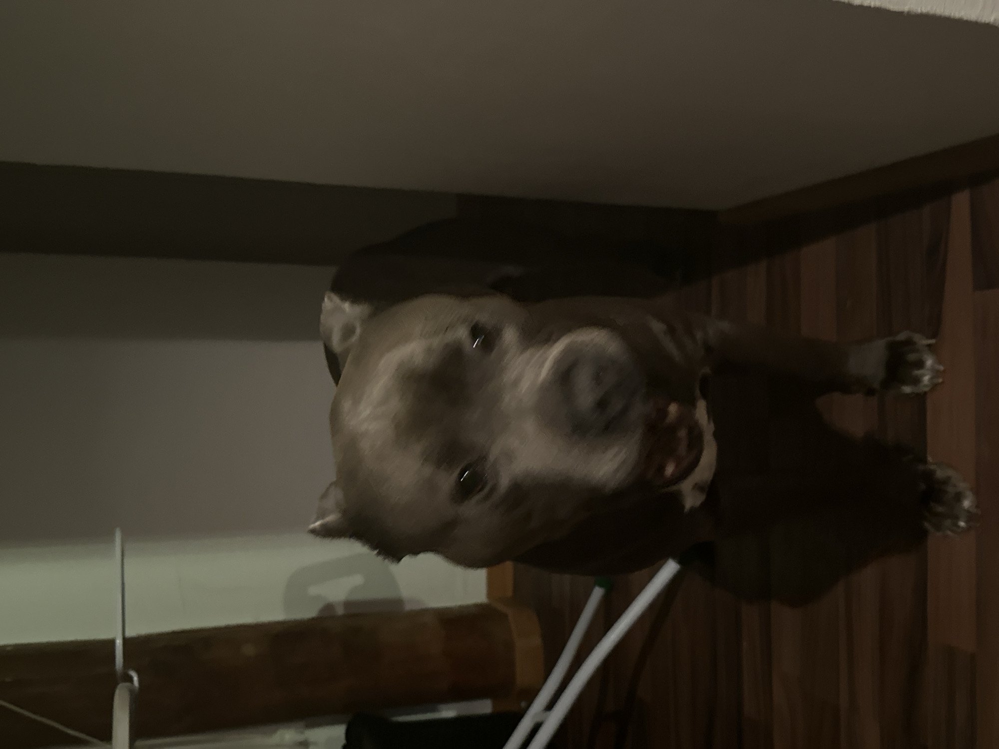 A gray-coated pit bull-type dog stands on a wooden floor, looking up at the camera. The dog is indoors, likely in a home. A white folding chair is partially visible near the dog. A piece of furniture sits against the wall in the background. The setting appears to be a room with wood paneling and a low ceiling. Heinebach, Germany is not discernible from the available image.