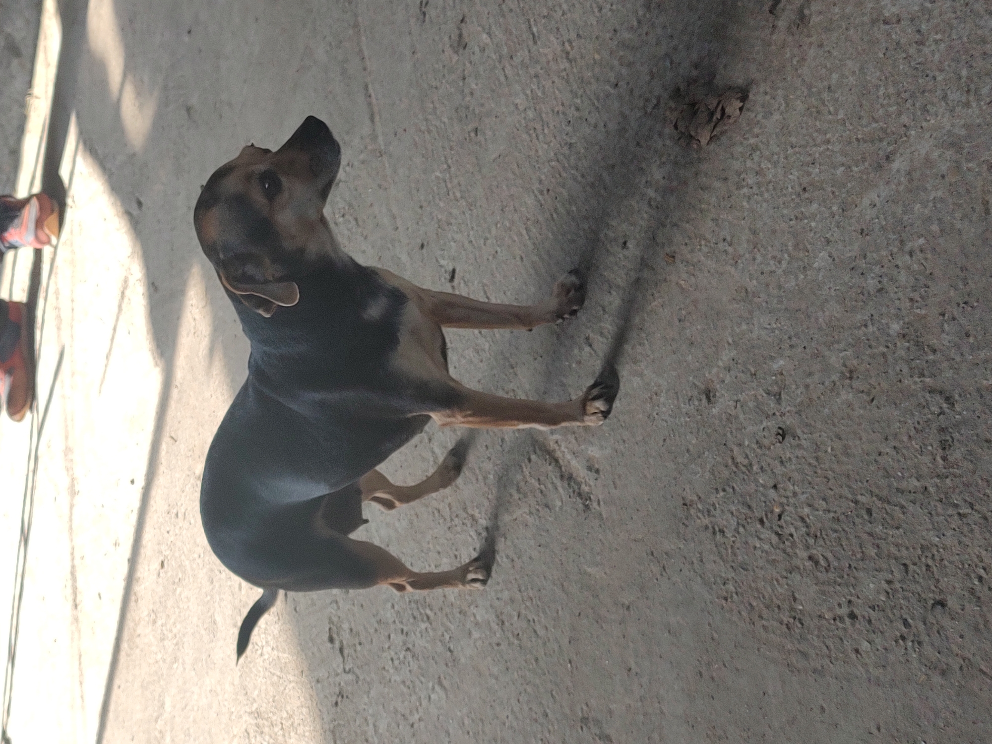 A medium-sized dog with a black and tan coat stands on a concrete surface. The dog is facing to the right and looking slightly away from the camera. The dog's tail is curled up. In the background, out of focus, there are two people wearing athletic shoes. One shoe is orange and white, and the other is orange and black. The environment appears to be an outdoor space with a concrete floor and some shadows cast by sunlight. There is also a small clump of dirt or debris on the ground to the right of the dog. The image was taken in the city of Kochmar, Bulgaria.