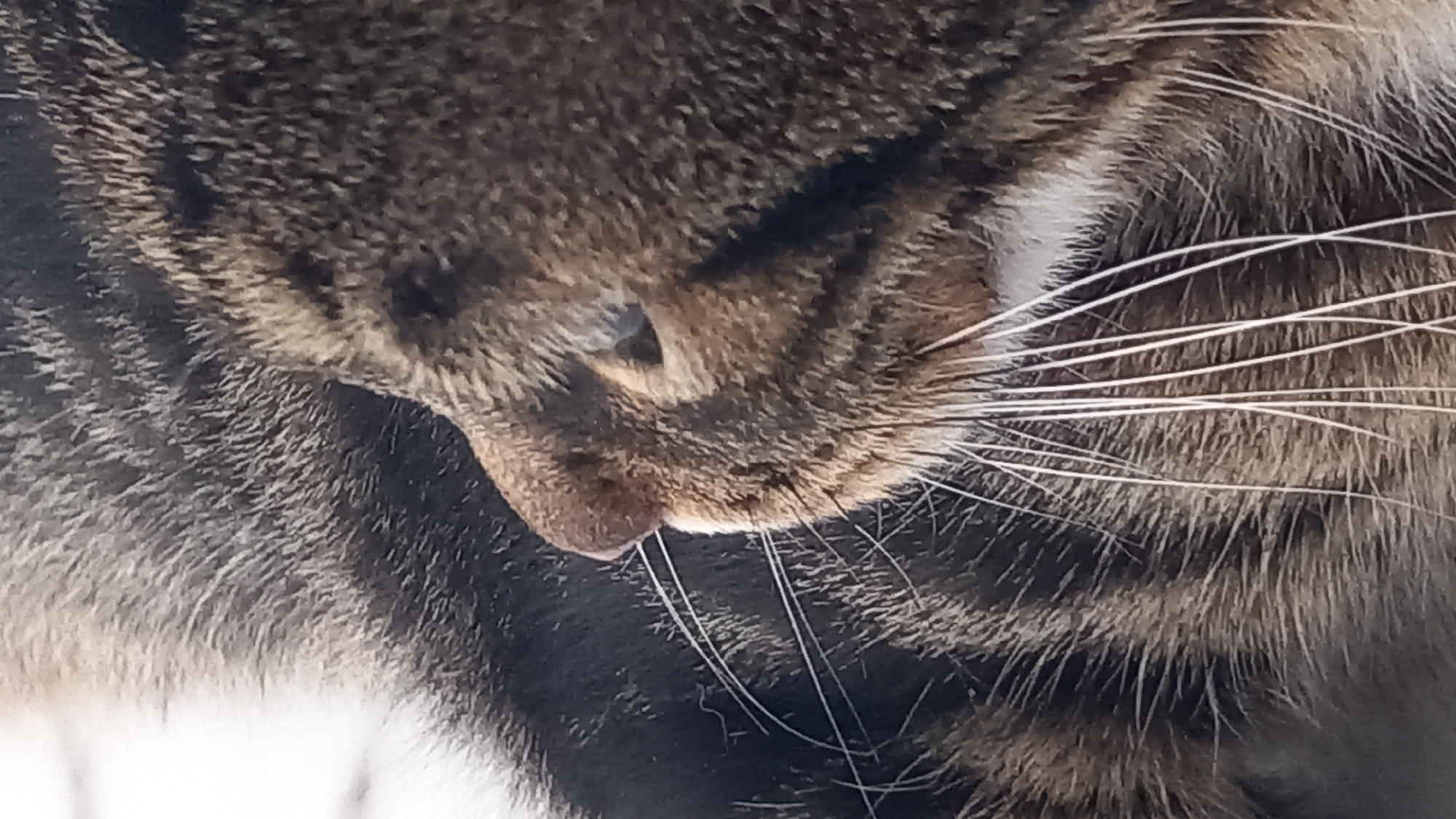 The image is a close-up shot of a tabby cat's face, focusing on its nose, mouth, and whiskers. The cat's fur is a mix of brown and black stripes. The background is out of focus and appears to be a light, neutral color. The lighting suggests it is daytime. This image was taken in the city of Άγιος Νεκτάριος, Greece.