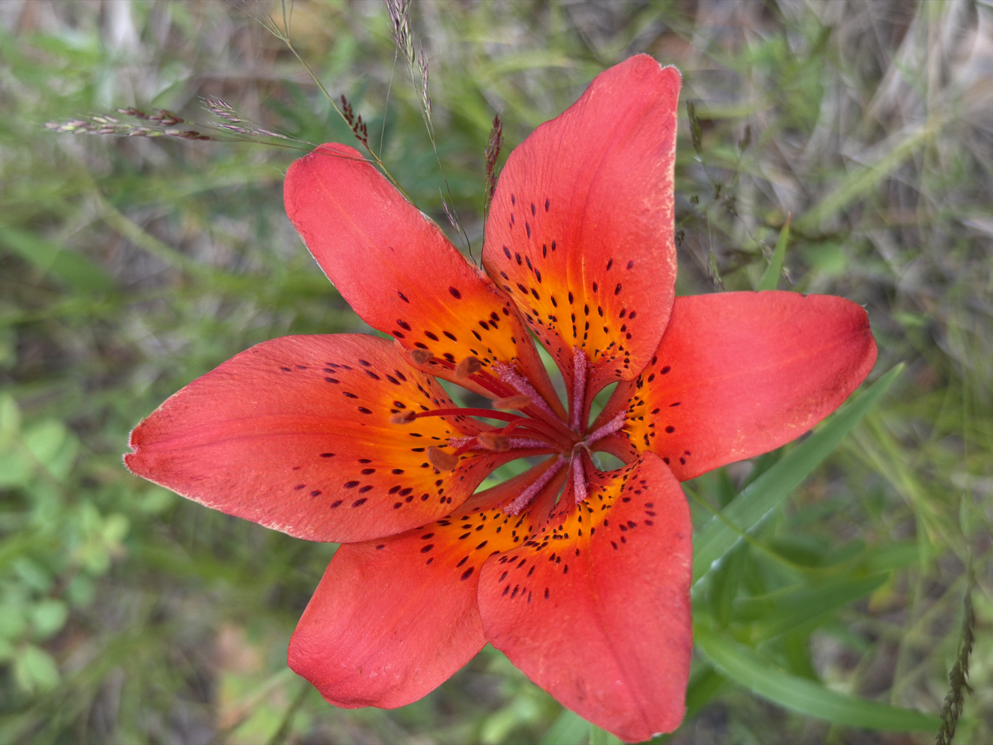 A close-up, top-down shot captures a vibrant red lily with black spots, its petals unfurling outward against a blurred background of green grass and foliage. The lily is the central focus, with its intricate details, including the stamen and pistil at its center, clearly visible. The overall impression is one of natural beauty and delicate detail. The image does not depict any people or structures, and its location in the city of Глухари, Russia, cannot be determined from the visual information provided.
