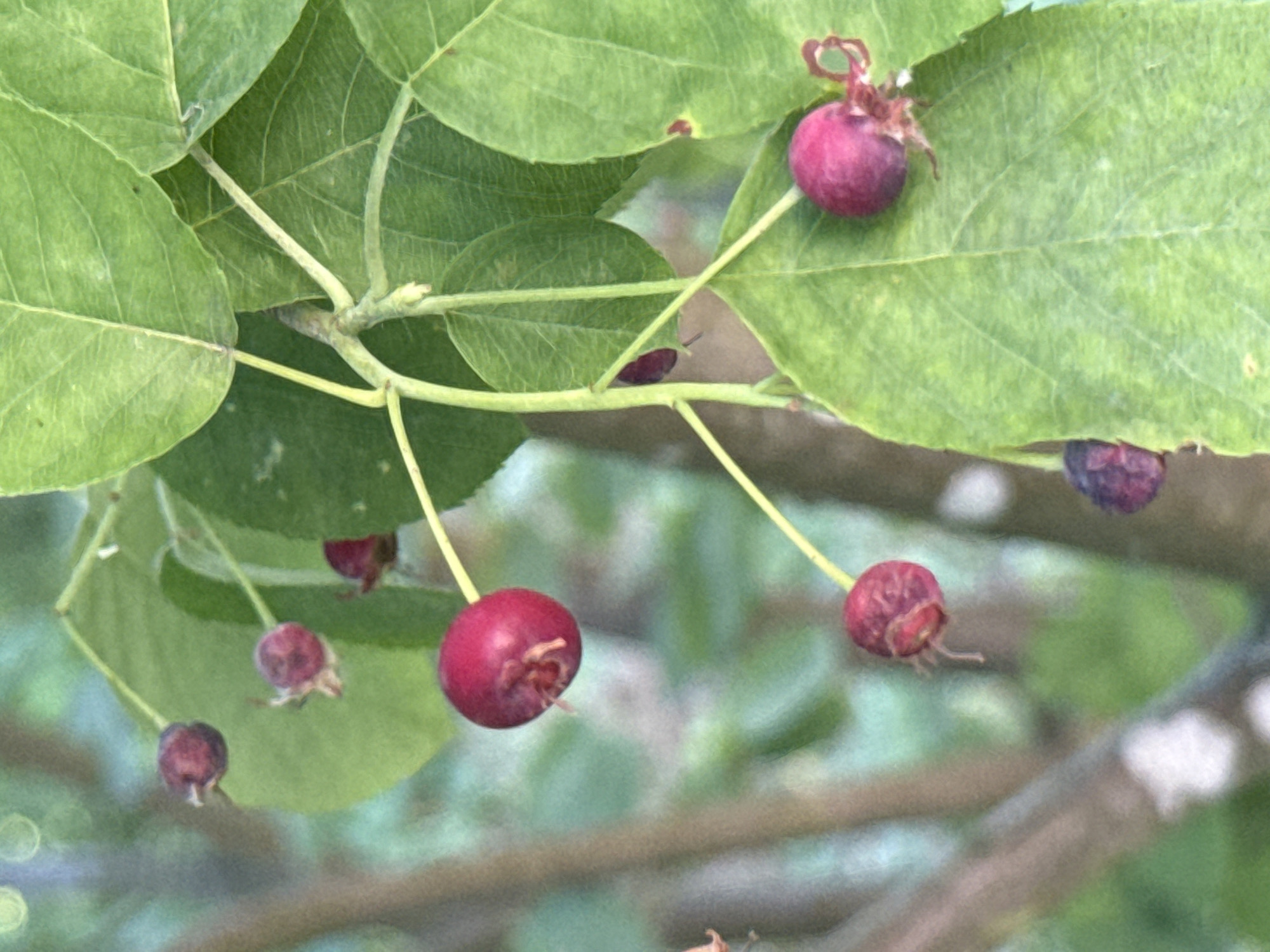 The image shows a close-up view of a plant branch with several small, round, reddish-purple berries and green leaves. The berries are clustered and attached to thin stems. Some of the berries have dried remnants of flower petals attached. The leaves are broad and veined. The background is blurred, with hints of green foliage and tree branches. The lighting appears to be natural daylight, creating soft shadows. The image quality is somewhat grainy, possibly due to low light conditions or camera settings. There are no people or man-made objects visible in the frame. The scene appears to be outdoors, in a natural setting like a garden or park.