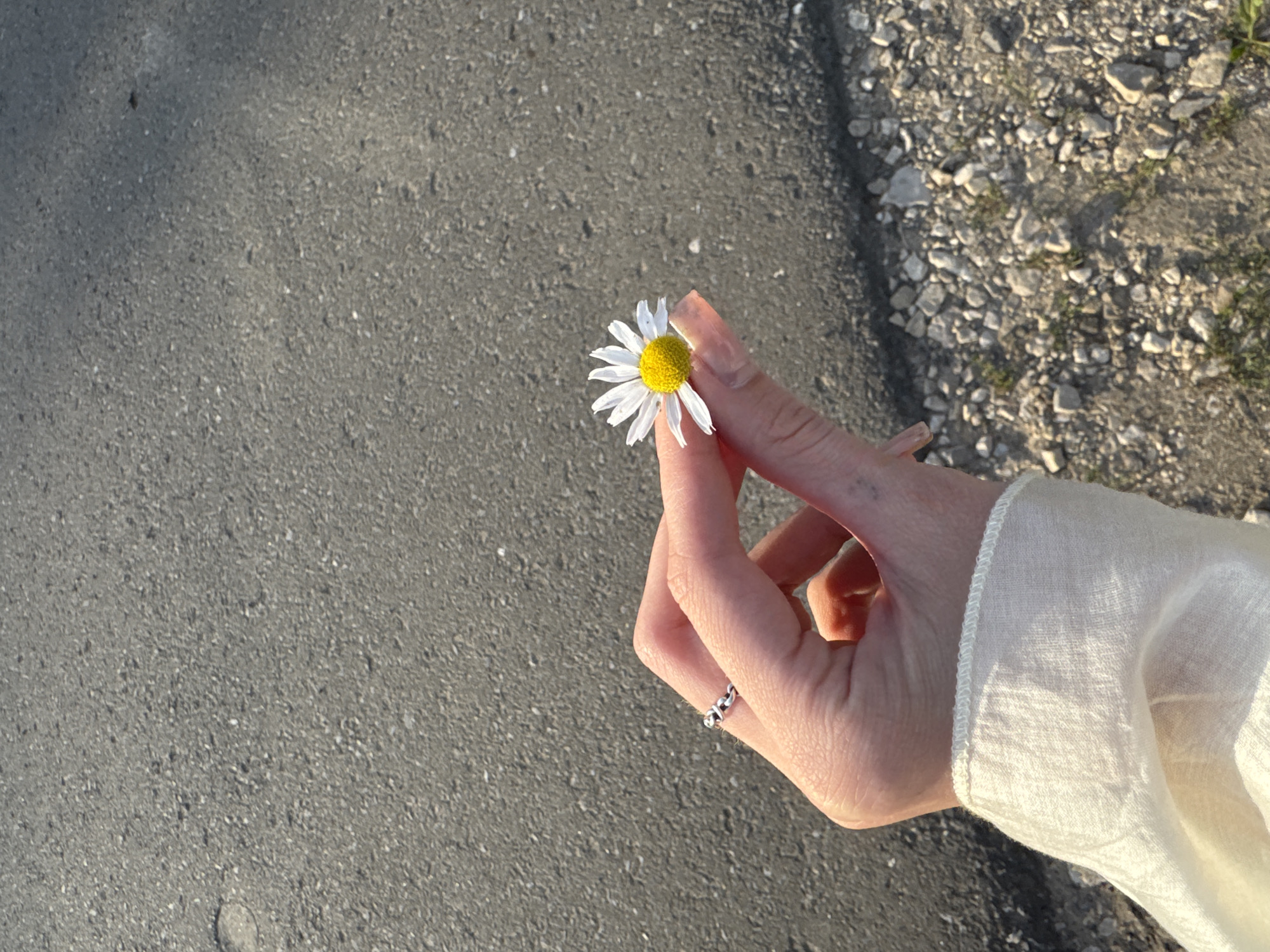 A person's hand, adorned with a silver chain-link ring, delicately holds a single white daisy with a yellow center. The hand is positioned against a backdrop of asphalt, suggesting an urban or roadside environment. The light indicates it is either early morning or late afternoon. The image is cropped from the wrist down, showing a hint of a white linen sleeve. The specific location within Kazan, Russia cannot be determined from the provided visual information.