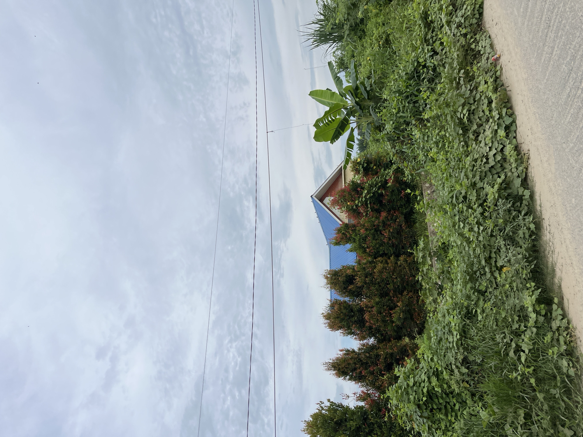 An overcast sky dominates the upper portion of the image, with thin, horizontal power lines crisscrossing the frame. Below the sky, a residential building with a blue tiled roof is partially visible, nestled behind a row of dense, manicured trees that display red and green foliage. To the right of the house and trees, a large banana plant stands tall amidst lush green vegetation. The foreground is a mix of overgrown plants and a dirt path or road. The scene appears to be in a semi-rural or suburban area, with the abundance of greenery suggesting a location in a tropical or subtropical region, possibly within Bundar, Indonesia, where such vegetation is common. There are no visible people or animals in the image.