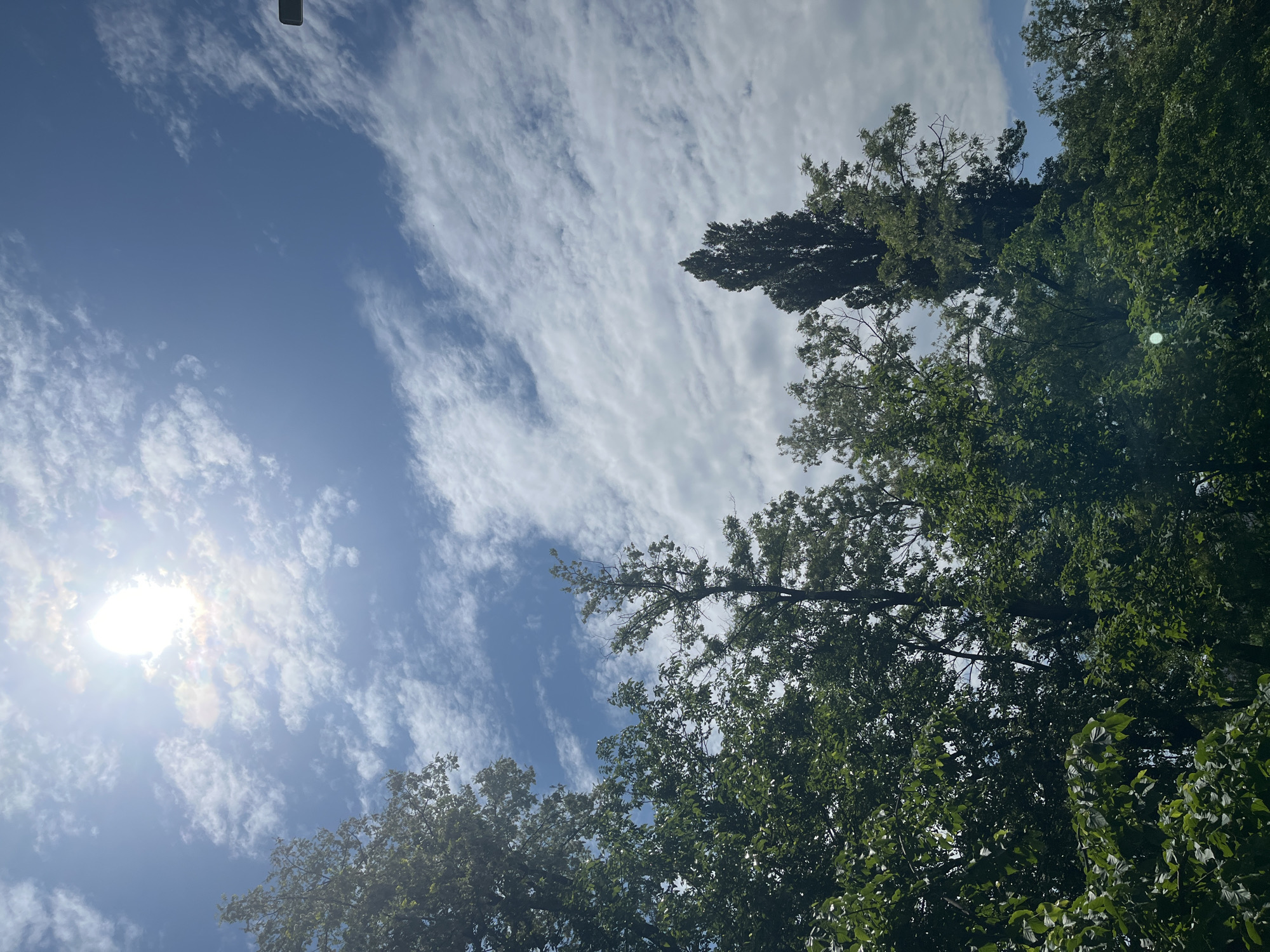 The image shows a view looking upwards, featuring a bright blue sky with streaky, altocumulus clouds. The sun is visible as a bright spot in the lower left corner, with light rays extending outwards. The upper right and lower portions of the frame are occupied by green foliage of trees, with varying shades of green suggesting different types or densities of leaves. One tree extends high into the frame.
There is no information available in the image to identify if it is the city of Krasnodar, Russia. There are no people, interactions, or specific objects beyond the sky and trees.