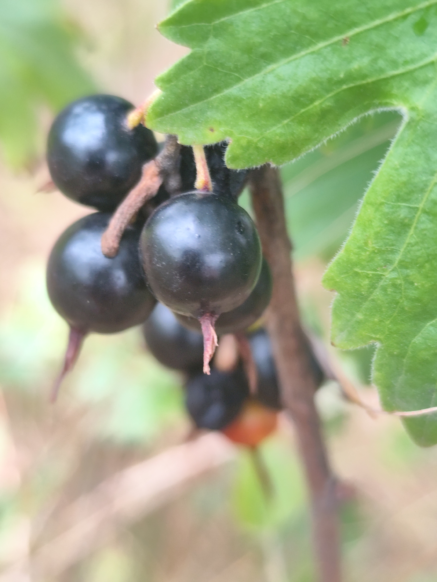 The image is a close-up, shallow depth-of-field photograph of a cluster of dark, ripe blackcurrants hanging from a branch. A vibrant green leaf, with fuzzy edges, is visible in the upper right portion of the frame, partially obscuring some of the berries. The berries are round and glossy, with some showing small, delicate stems and calyx remnants. The background is blurred, suggesting an outdoor, natural setting, possibly a garden or natural vegetation. There are no people or any indication of a specific urban location like Beglatoy, Russia, present in the image. The focus is entirely on the fruit and its immediate plant structure.