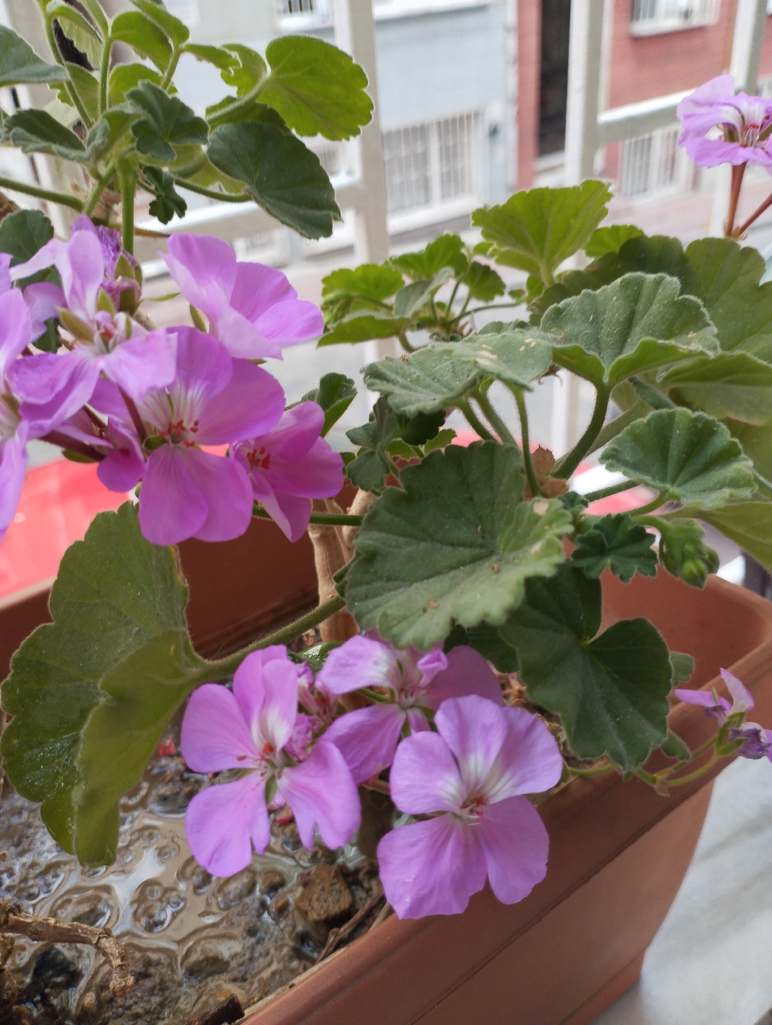 This is a close-up, eye-level shot of a potted plant with delicate pink flowers and green leaves. The plant is in a brown terra cotta pot, which appears to be sitting on a windowsill or balcony. In the background, a blurry urban scene is visible, suggesting the location is a city. Specifically, the architectural details and style of the buildings in the background, including the windows and balconies, are consistent with residential buildings found in Istanbul, Turkey. There are no people or animals visible in the image. The focus is on the texture of the leaves and the intricate details of the flowers, with a shallow depth of field. The lighting suggests it might be daytime, possibly overcast, as there are no harsh shadows.