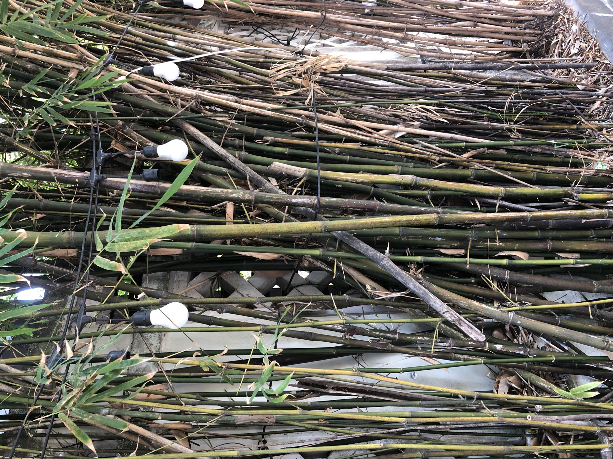 The image shows a dense cluster of bamboo stalks, predominantly dark green with some yellowing and brown sections, standing upright against a light-colored wall with a patterned design. A string of bare light bulbs hangs across the bamboo, with three bulbs visible and lit. The ground in front of the bamboo appears to be covered in dry leaves and dirt, with a concrete edge visible on the right side. The overall impression is one of an outdoor space, possibly a garden or pathway, adorned with decorative lighting. The scene does not depict any people or specific actions.