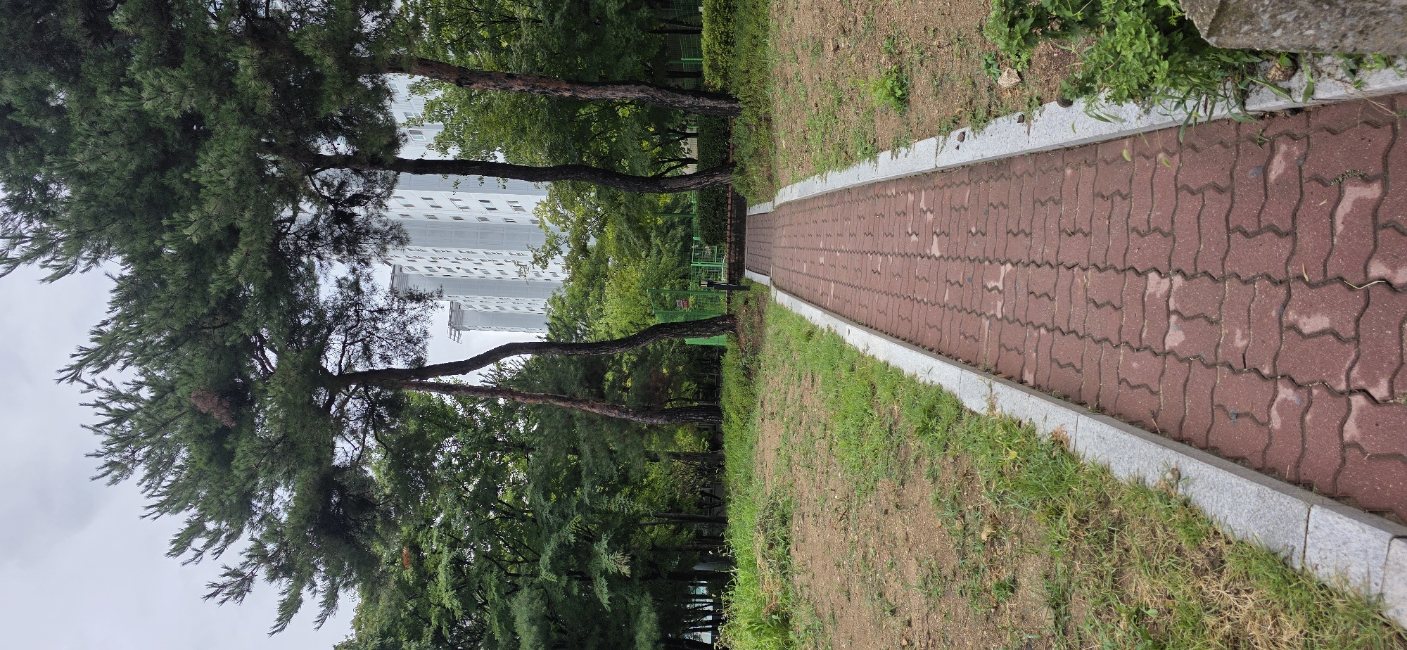 The image shows a paved walkway made of red interlocking bricks, bordered by gray concrete curbs, leading into a park-like area. The walkway is flanked by patches of dry grass and sparse green vegetation. Tall pine trees with dark trunks and green needles line the path. In the background, behind the trees and a green fence, are several multi-story white apartment buildings, characteristic of urban residential areas in Cheongju-si, South Korea. The sky is overcast and gray, suggesting cloudy weather. The scene appears to be a public park or common area adjacent to a residential complex.