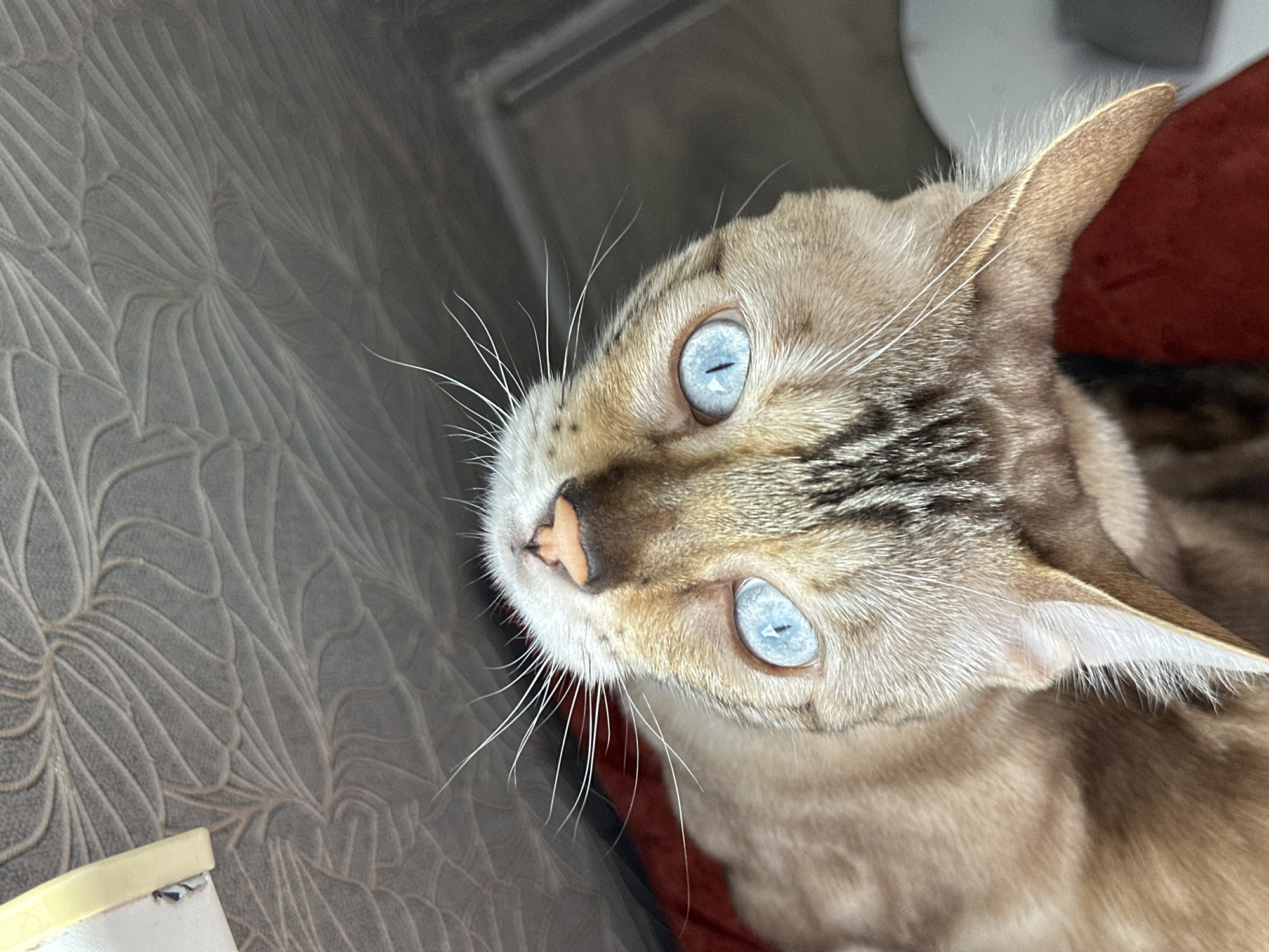This is a close-up, top-down shot of a Bengal cat with striking blue eyes. The cat's head is tilted upwards, showing its nose with a prominent orange-pink marking. Its fur is a mix of tan and brown with distinctive dark spots and stripes. Long white whiskers fan out from its face. The background consists of a textured, grey surface with a patterned design, possibly a piece of furniture or upholstery, and a hint of a red surface beneath the cat. The image is sharp and well-lit, focusing on the cat's face. There are no people or any discernible elements that would indicate a specific location within the city of Energetik, Russia.