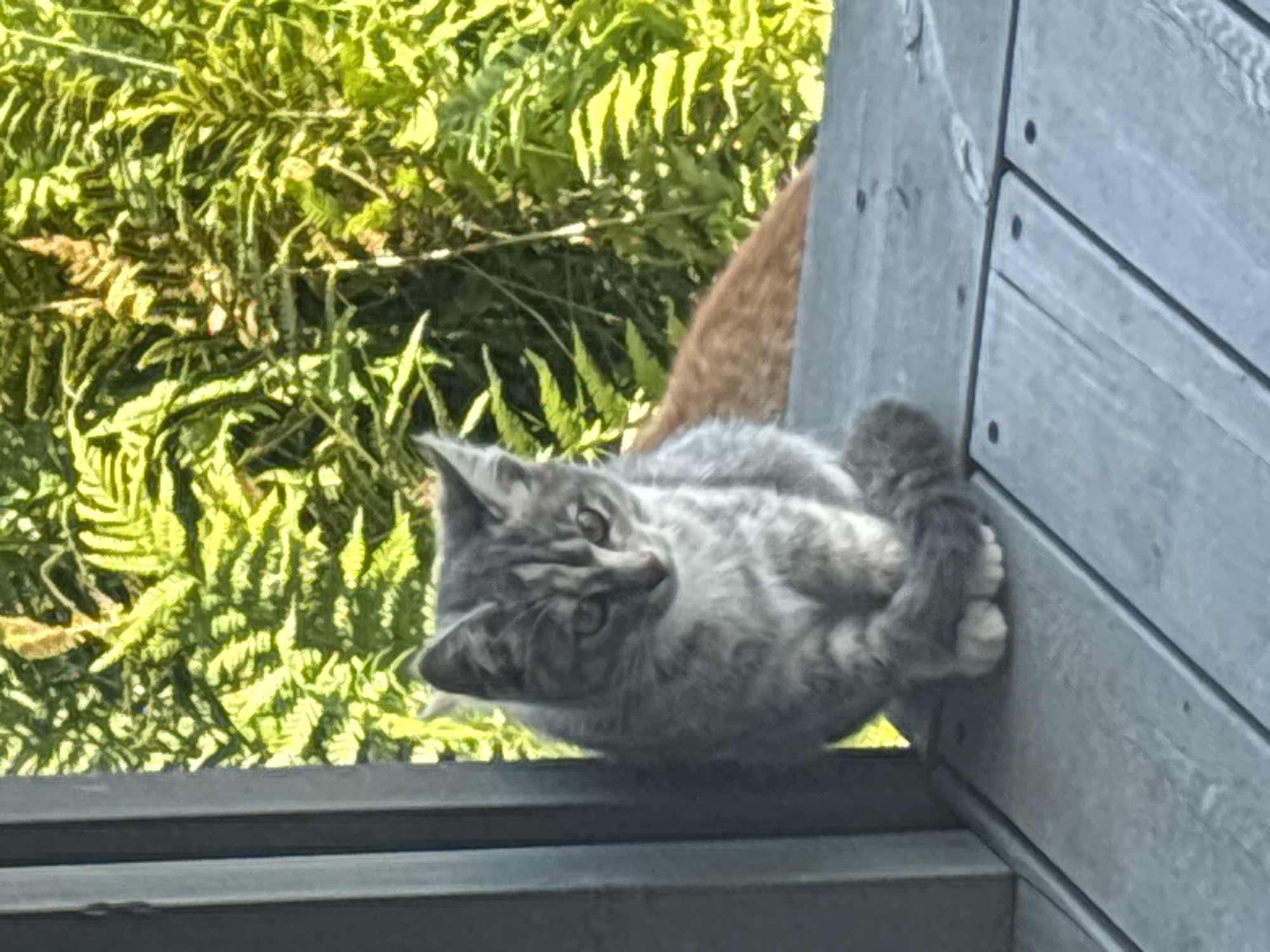 The image shows a tabby kitten sitting on a wooden deck. The kitten is grey with black stripes and has its paws tucked under its body. In the background, there is green foliage, likely ferns. To the right of the kitten, a portion of an orange cat's tail is visible. The scene appears to be outdoors, possibly in a backyard or garden. There are no people visible in the image. The location is not specified as being in Zvenigorod, Russia.