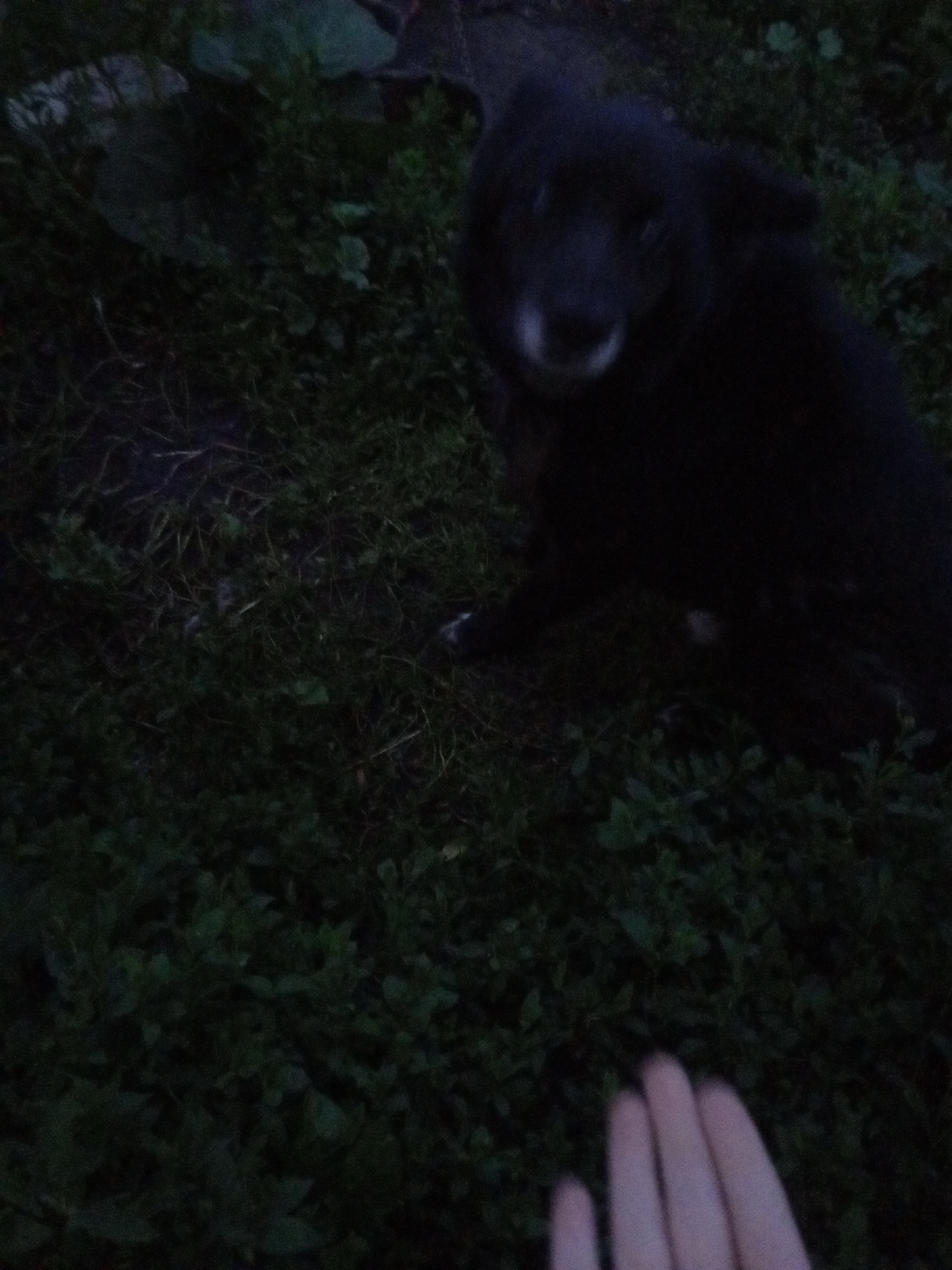 The image shows a dark-colored dog lying on grass in what appears to be a backyard or park. The dog's face is partially visible, with its mouth open. In the lower right corner of the image, a human hand is blurred and out of focus. The overall lighting suggests it is either early morning, late evening, or the image was taken in a dimly lit area. There are no visible landmarks or identifying features that would indicate the specific location within Usman, Russia. The scene is naturalistic and lacks any signs of human construction or urban elements.