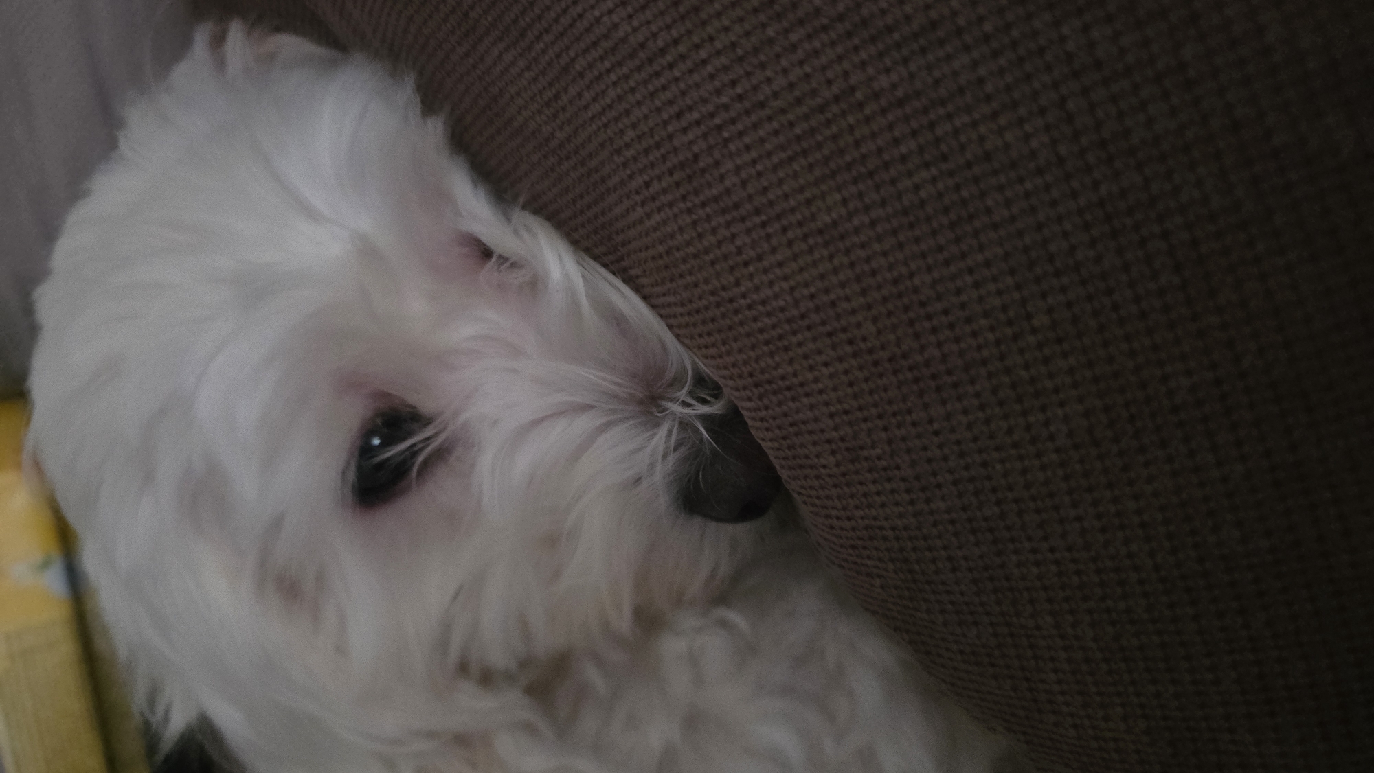 A white, fluffy dog lies next to a brown cushion. The dog's head is visible, with one eye and its nose clearly visible. The background includes hints of yellow near the dog's head. The scene's location in Blagoevgrad, Bulgaria is not discernible from the image.