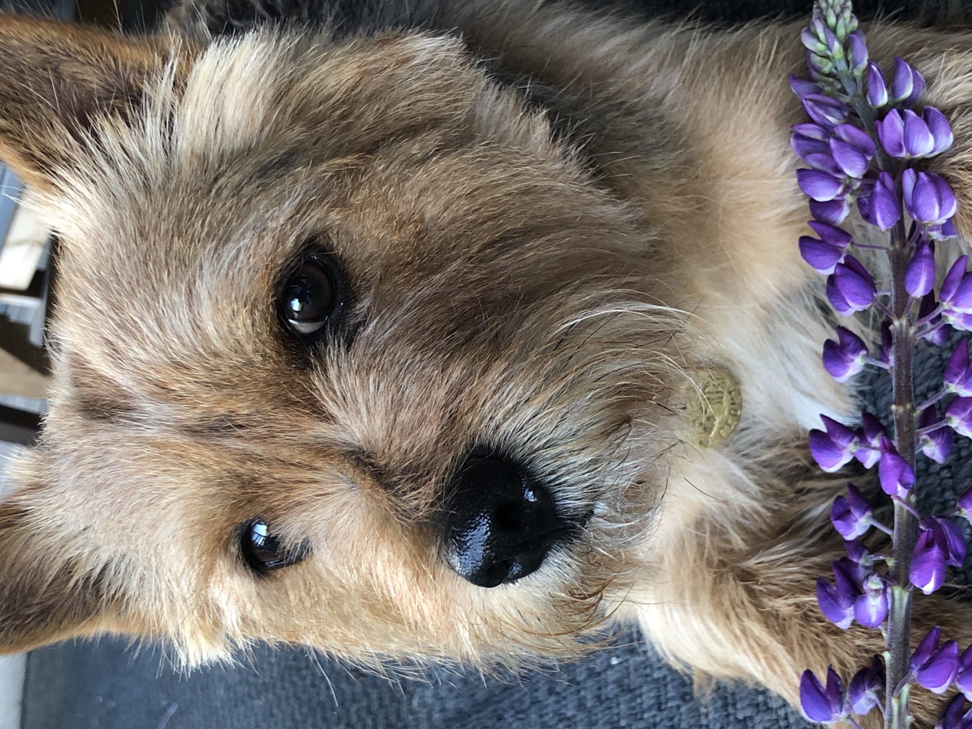 A close-up portrait shows a brown, wire-haired terrier-type dog, positioned in the city of Unknown, Unknown. The dog's fur exhibits a blend of tan, brown, and darker tones, with prominent whiskers around its muzzle. Its dark brown eyes reflect a light source, and its nose is black and appears moist. A gold-colored, circular tag is partially visible on the dog's neck, obscured by fur. A sprig of vibrant purple flowers, consistent with lupine, is arranged across the lower portion of the dog's chest. The background consists of a textured, grey surface, likely upholstery or carpeting, with a darker, out-of-focus element in the upper right.
