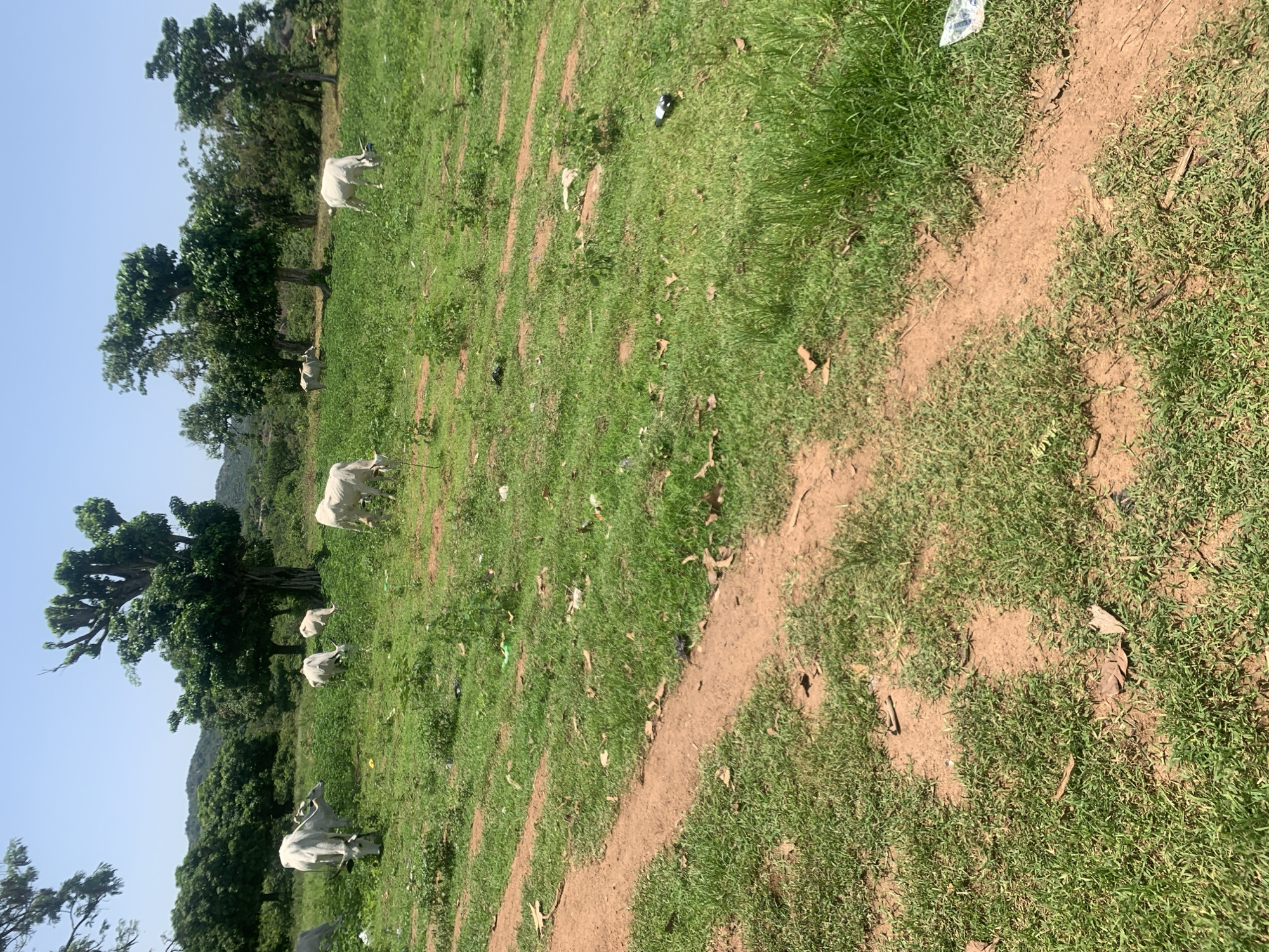 In Buga da Gindi, Nigeria, a herd of white cattle grazes on a grassy field under a clear sky. A dirt path runs through the foreground, with scattered debris like leaves and plastic waste visible in the grass. The background is dotted with trees and a distant hillside, indicating a rural or semi-rural setting.