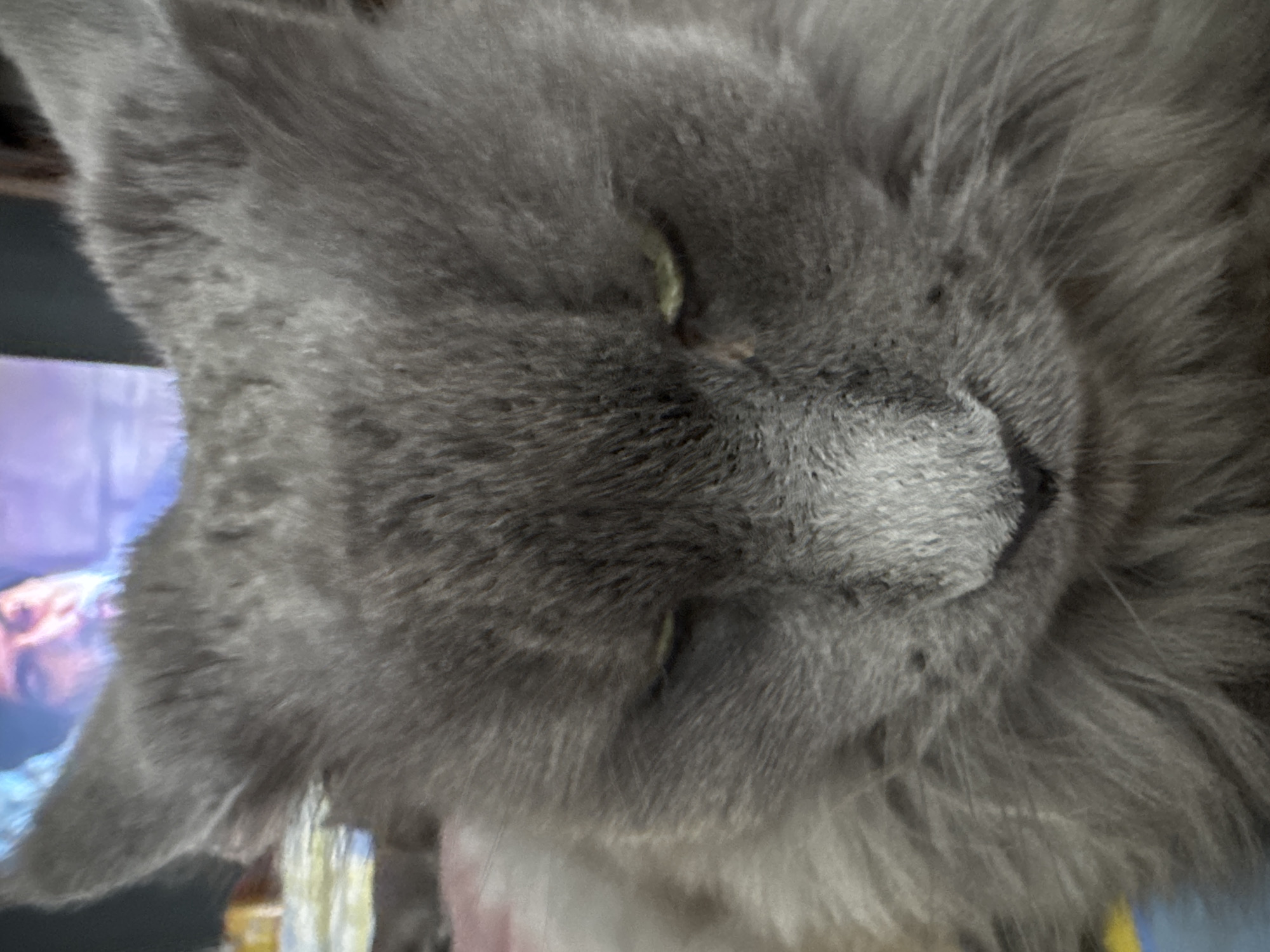 A close-up, eye-level shot captures the face of a fluffy, gray cat. The cat's eyes are partially closed, giving it a sleepy or judgmental expression. The fur is dense and appears soft. In the background, out of focus, a television screen shows a person's face, possibly from a movie or show. The setting appears to be indoors, with hints of colored fabric, possibly a blanket or pillow, visible beneath the cat. No specific location in Gölbaşı, Turkey, can be identified from the image.