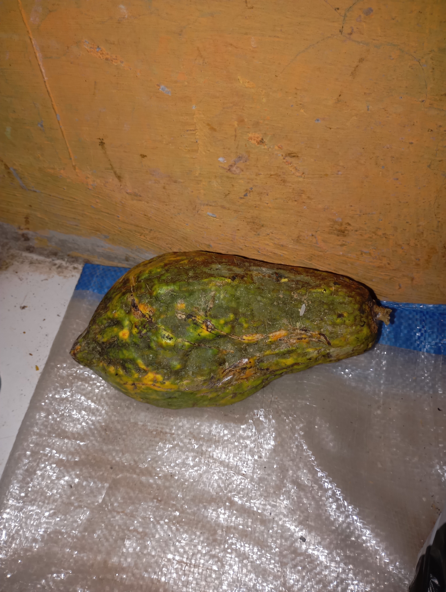 A single, overripe papaya, predominantly green with yellowing spots and dark blemishes, rests on a clear plastic sheet. The papaya is oriented horizontally, with its stem end facing right. Behind the fruit, a textured, orange-ochre wall forms the backdrop. The floor beneath the plastic sheet appears to be a light-colored surface, possibly concrete or tile, with some dirt and debris. A strip of blue material is visible to the right of the papaya. The lighting suggests an indoor setting, possibly a covered outdoor area. The image was captured in Kalitinggar, Indonesia.