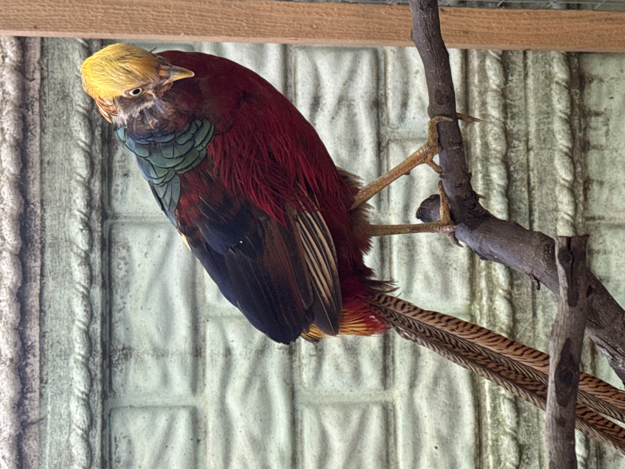 A pheasant with a bright yellow crest, a dark red body, and black, brown, and teal feathers perches on a branch. Its long, patterned tail feathers hang down. The bird is looking to the left, with its head tilted. In the background, a light green corrugated wall is visible, and a wooden beam runs along the top of the frame. The scene appears to be indoors, possibly in a bird enclosure or aviary. The lighting suggests it is daytime. No text is visible.