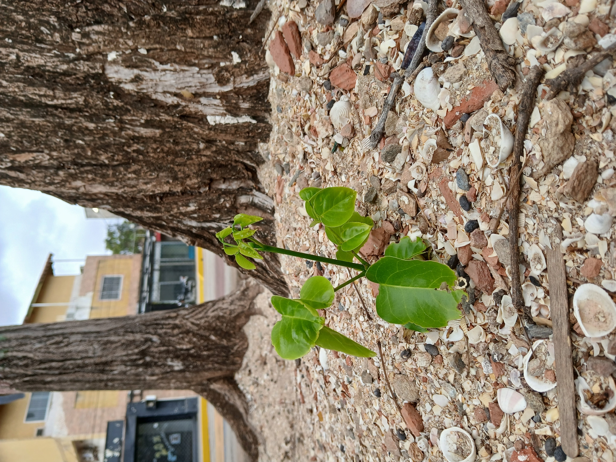 The image shows a small green plant growing from the ground near a tree in Juan Griego, Venezuela. The ground is covered in a mixture of sand, small rocks, broken shells, and pieces of brick. The tree trunk is visible on the left side of the image, with its rough bark. In the blurred background, a building and vehicles are visible.