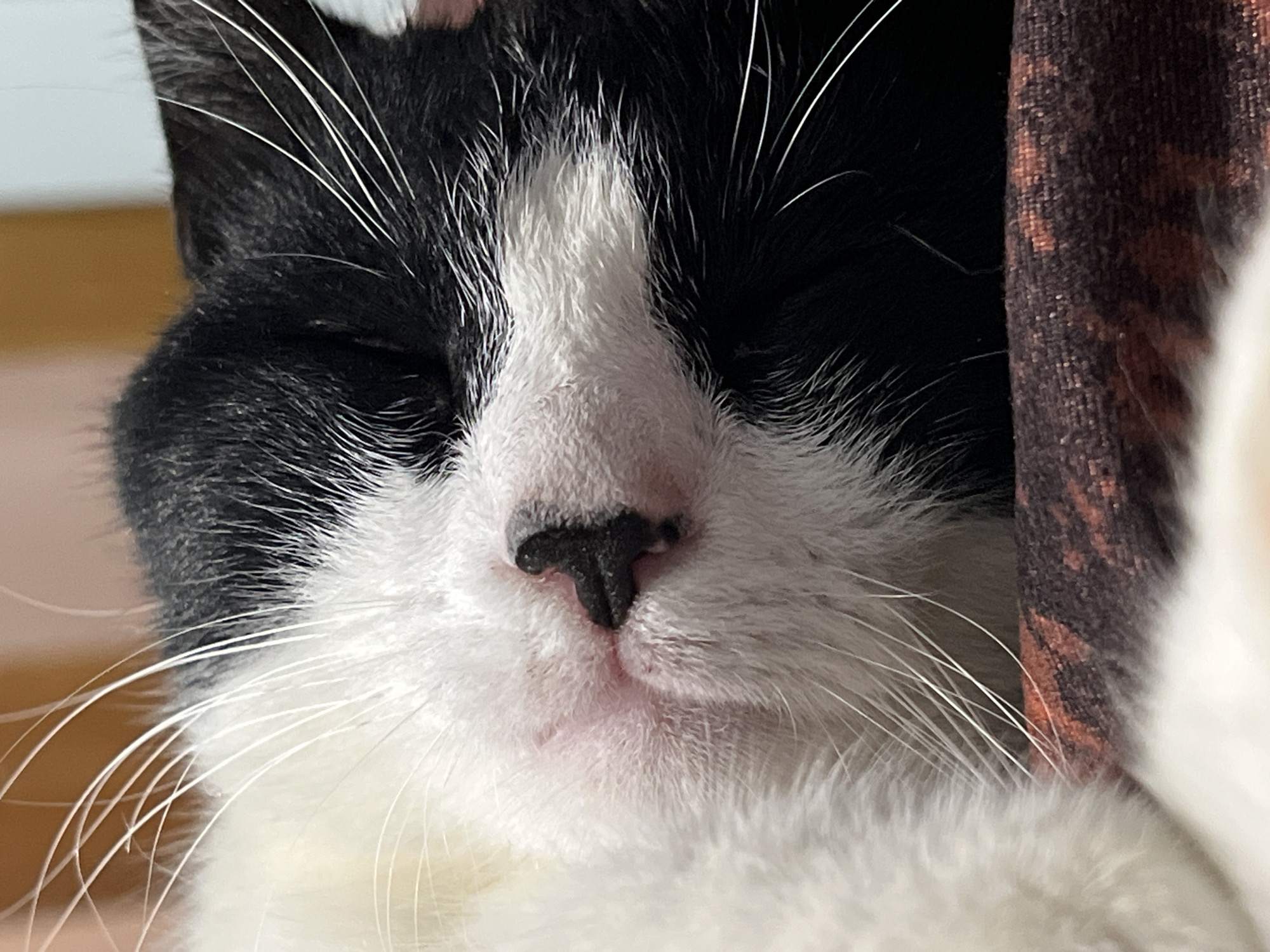 The image is a close-up, head-on shot of a black and white cat sleeping on a patterned fabric surface. The cat's eyes are closed, and its face is partially obscured by its fur and whiskers. The fabric appears to be a dark brown with an orange, possibly animal-print, pattern. The background is blurred, with some areas of light brown and a lighter, off-white color, suggesting an indoor environment. There are no people or any indications of the city of Smolenskaya, Russia, present in the image.
