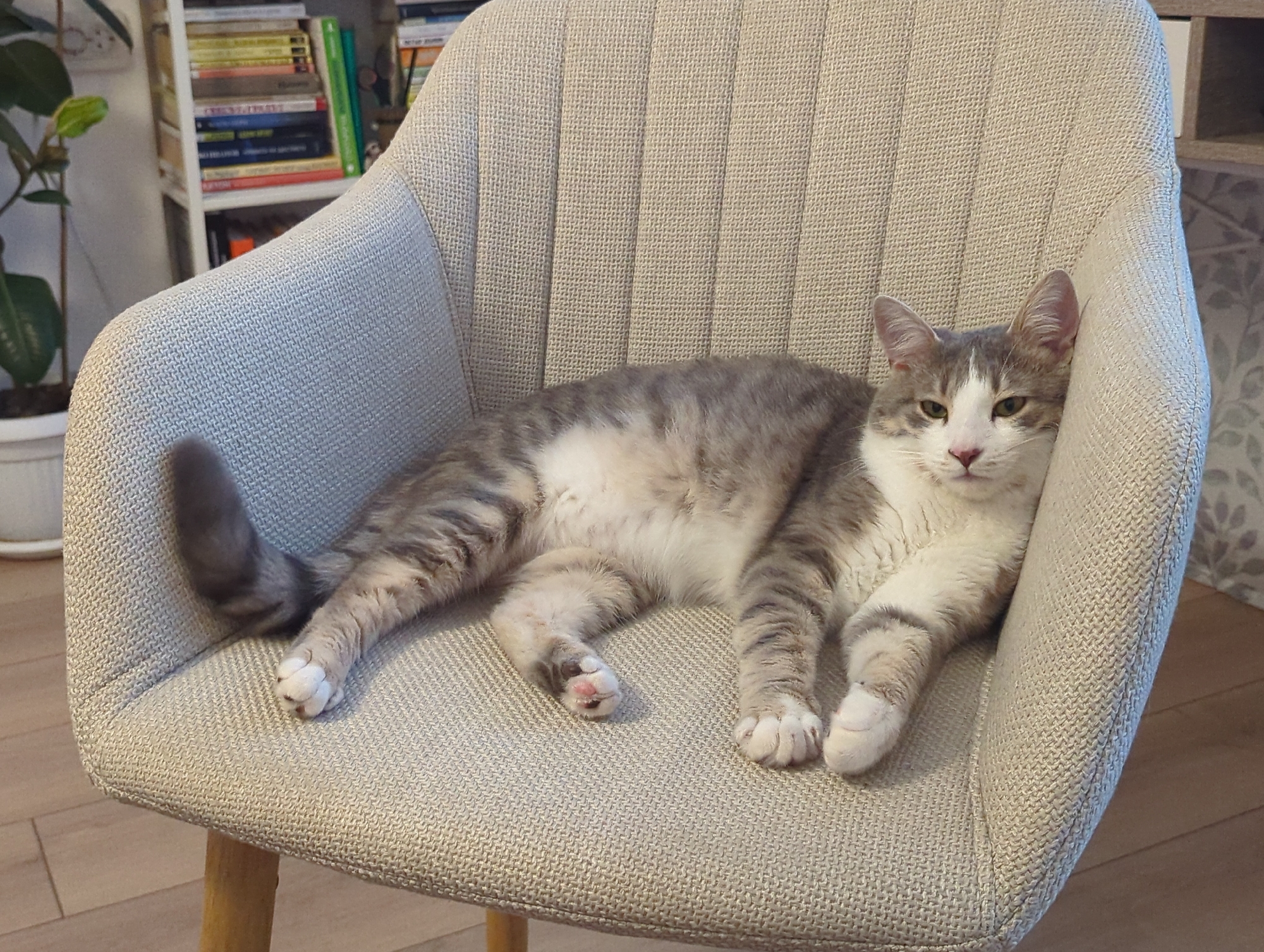 An indoor scene in Burgas, Bulgaria, depicts a domestic short-haired cat resting on a light-colored armchair. The cat exhibits a gray tabby pattern with prominent white markings on its face, chest, belly, and paws. Its eyes are partially open, appearing light green, and its nose is pink. The animal lies on its left side, facing the viewer, with its front paws extended and hind legs stretched. Its tail rests on the left side of the armchair.
The armchair is upholstered in a textured, light beige or light gray fabric featuring a distinct woven pattern. The backrest of the chair has vertical ribbed stitching. A light-toned wooden leg is partially visible at the bottom left.
In the background, a white potted plant with green leaves is visible on the left, against a plain white wall. To the center-left, a white bookshelf unit is fully stocked with numerous books displaying various spine colors. On the right, a wall with subtle patterned wallpaper is visible, along with a partial view of a light wood and white furniture piece. The floor throughout the visible area is a light-colored wood or laminate. The scene is well-lit, indicating ambient indoor illumination. No human subjects are present.