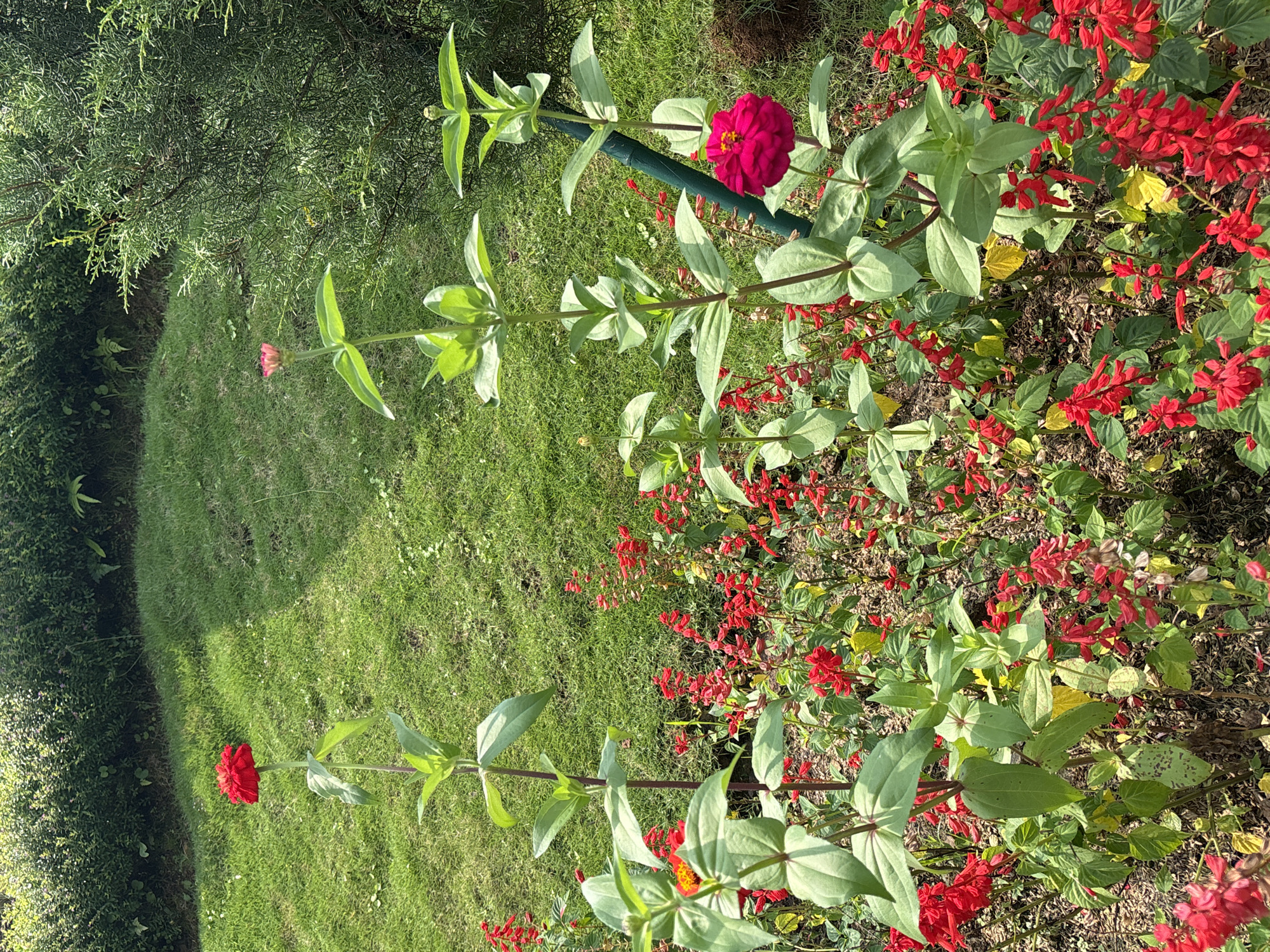 The image depicts a garden in Megamendung, Indonesia. The foreground is filled with a variety of flowering plants, including zinnias (one pink, two red) and salvia (red). Green grass covers the ground on the left side of the image, and a dense green bush is visible in the background on the left. A green support stake is visible near one of the zinnia flowers. The scene is sunlit.